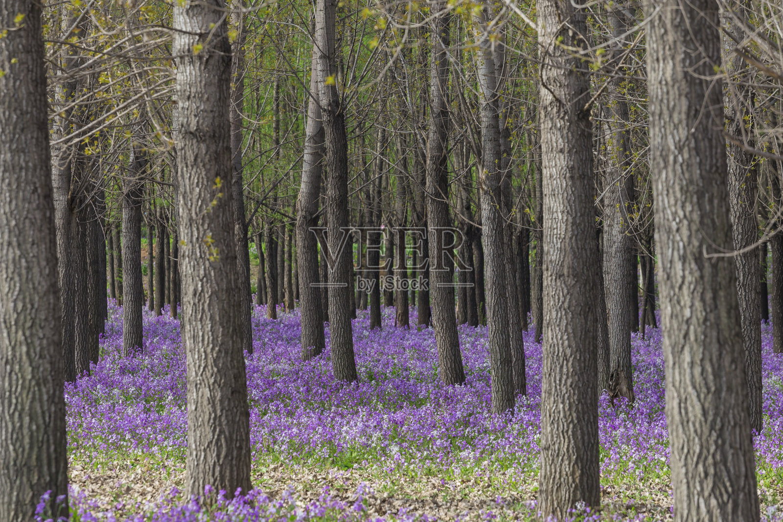 紫色的花长在树林里照片摄影图片