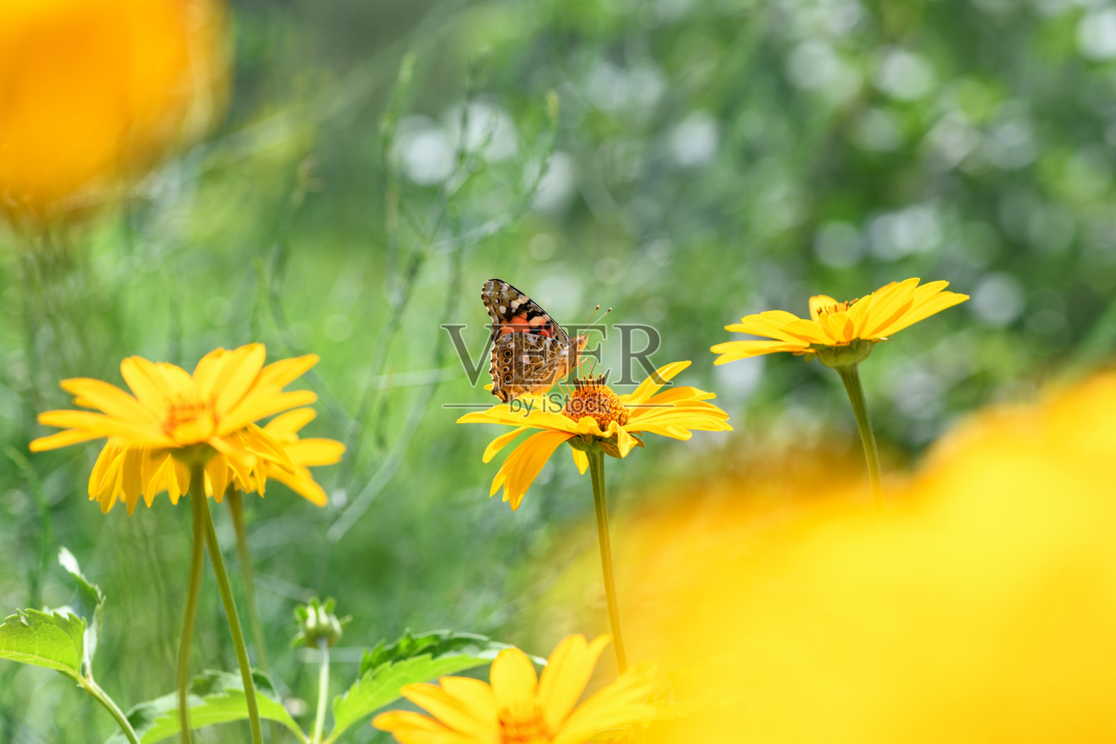 蝴蝶上将和花。美丽的蝴蝶在一个阳光明媚的日子里，在绿色模糊的背景上，在一朵黄色的花上。春天和夏天的背景。宏照片摄影图片