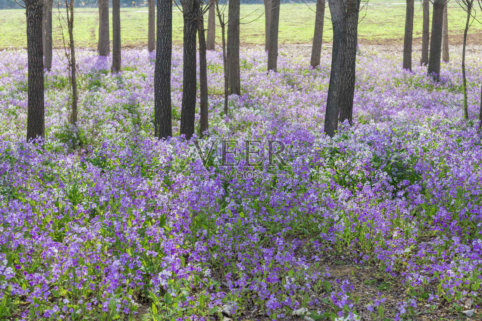 紫色的花长在树林里照片摄影图片