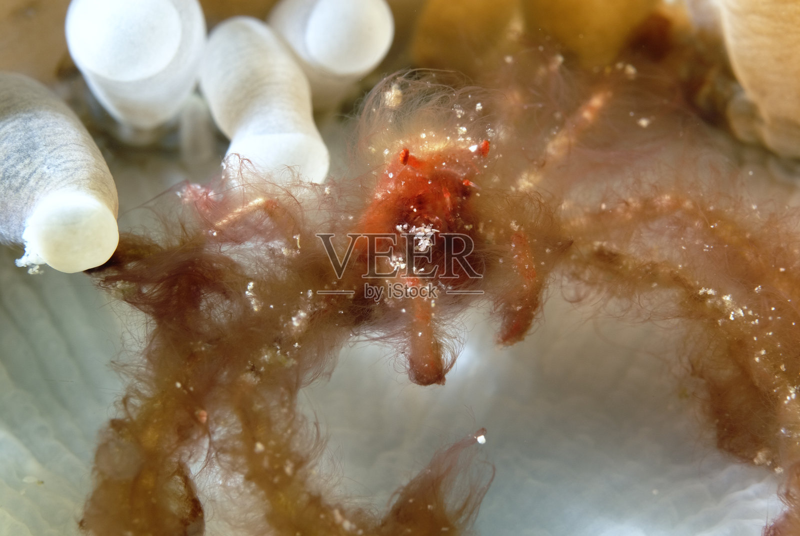 一张毛猩猩蟹的照片照片摄影图片