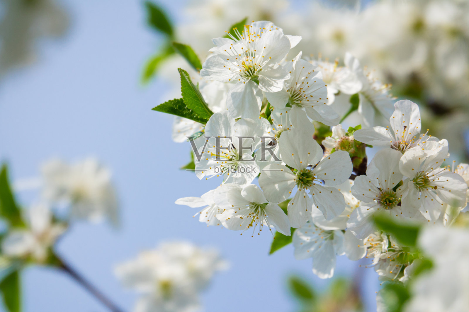 春天树的花照片摄影图片