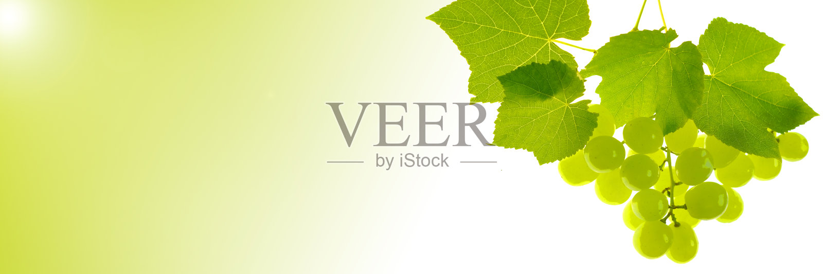 绿色的葡萄横幅。一串串绿色的葡萄，叶子孤立在白色背景和绿色梯度。副本的空间。夏天的浆果和水果横幅。酿酒。有机纯生物浆果和水果照片摄影图片