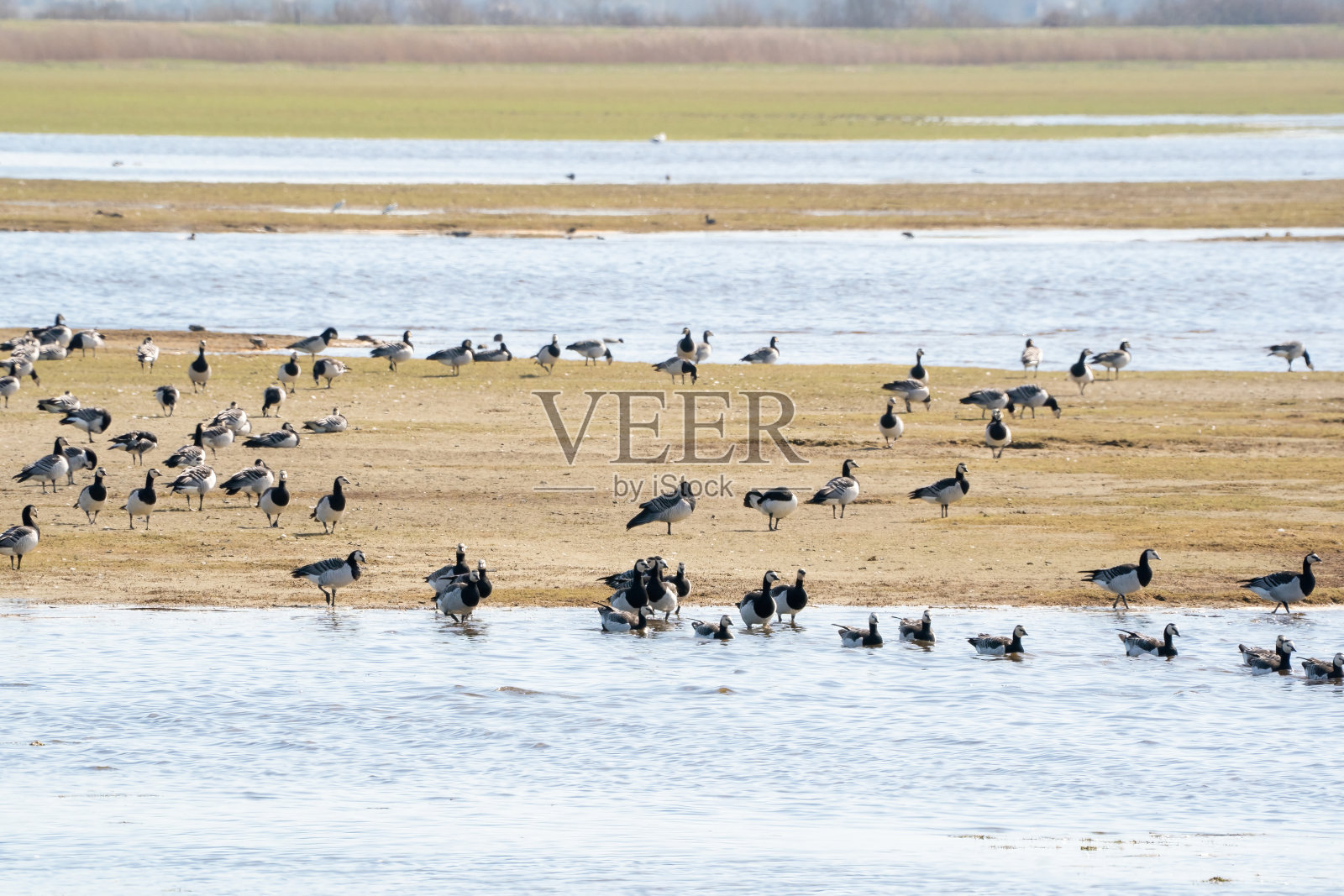 一大群藤壶鹅在湖的另一边游来游去。背景是一大群鸟和草照片摄影图片