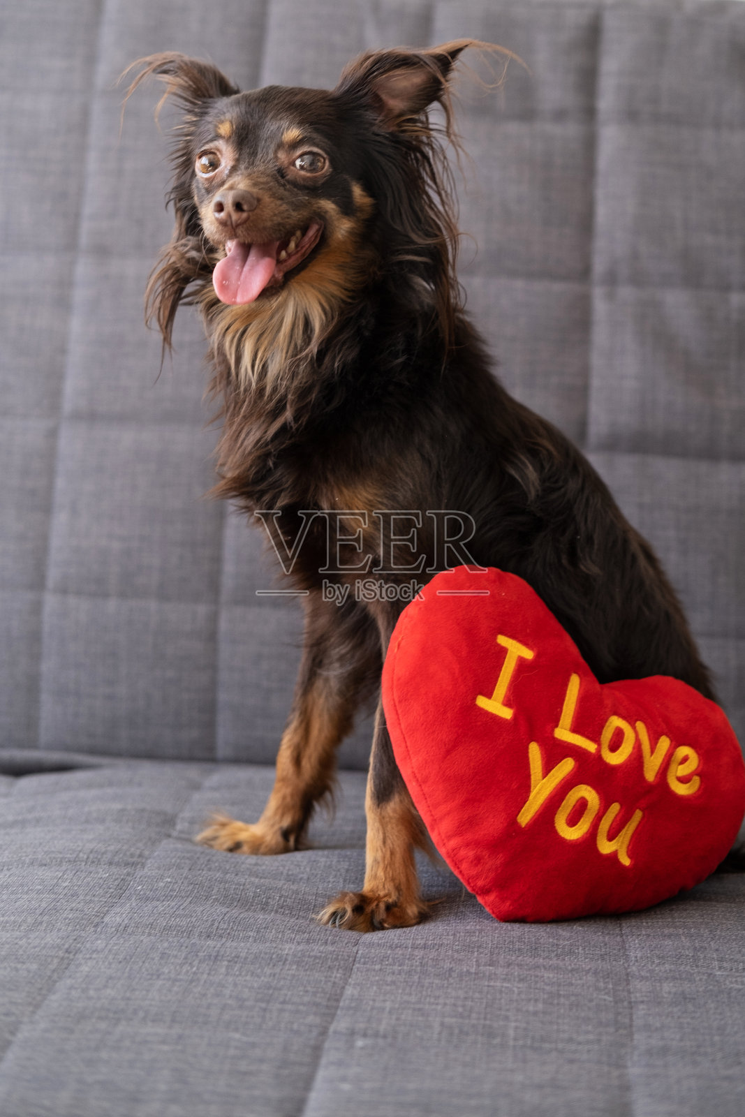 有趣的棕色俄罗斯玩具梗狗躺在沙发上柔软的玩具心脏。情人节。照片摄影图片