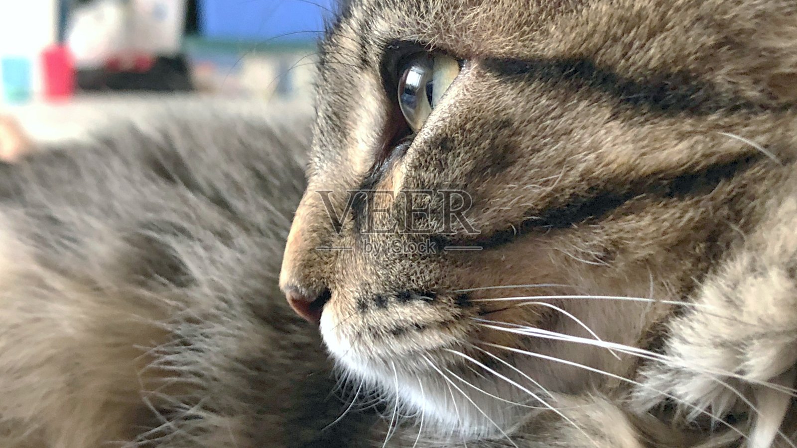 小猫的眼睛照片摄影图片