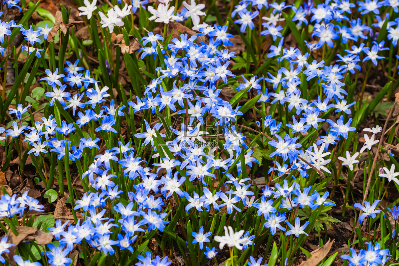 锡拉是鳞茎的草本植物。草地上春初开的鲜花铺上了一层鲜艳的地毯照片摄影图片