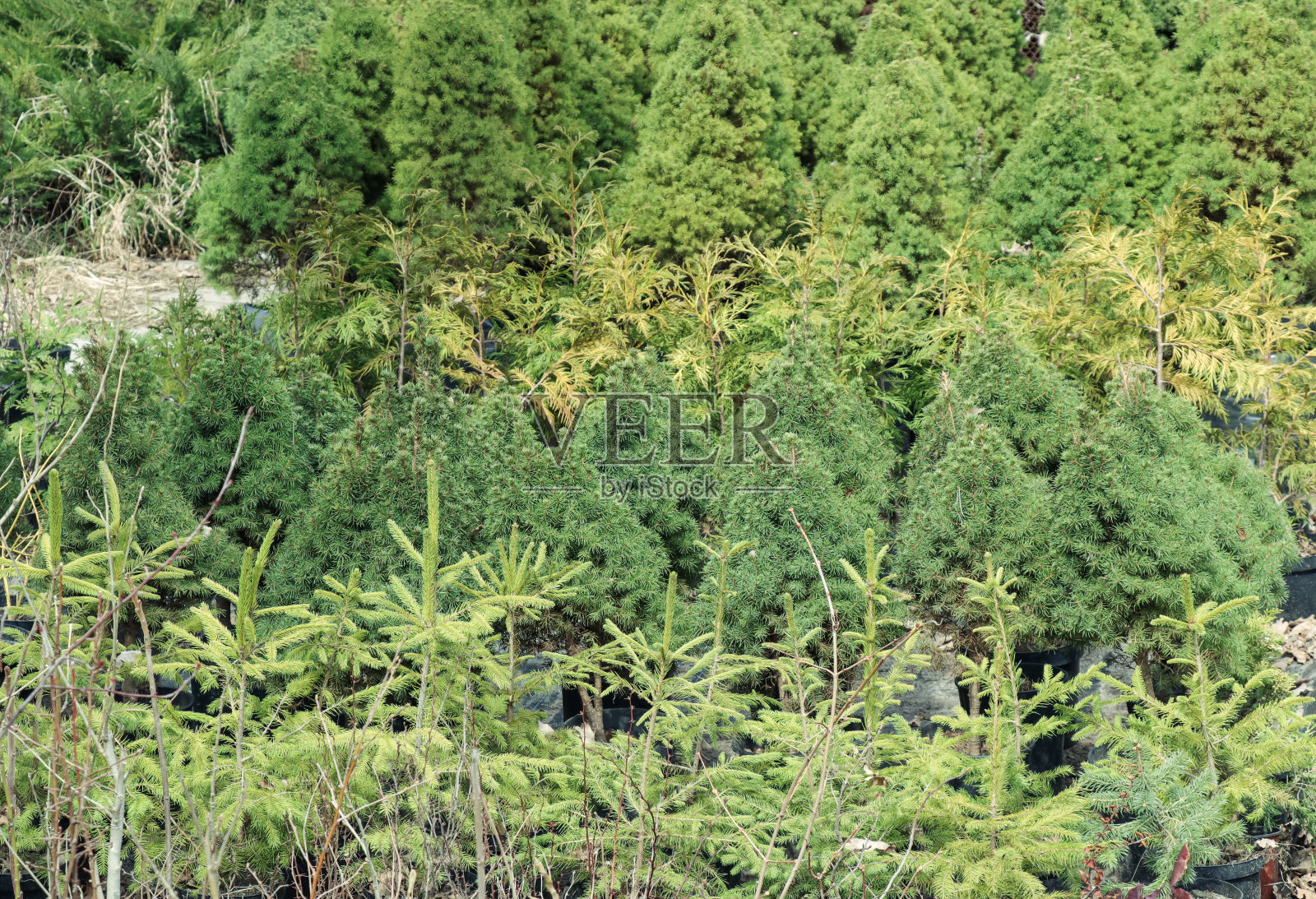 温室里的松柏苗床照片摄影图片