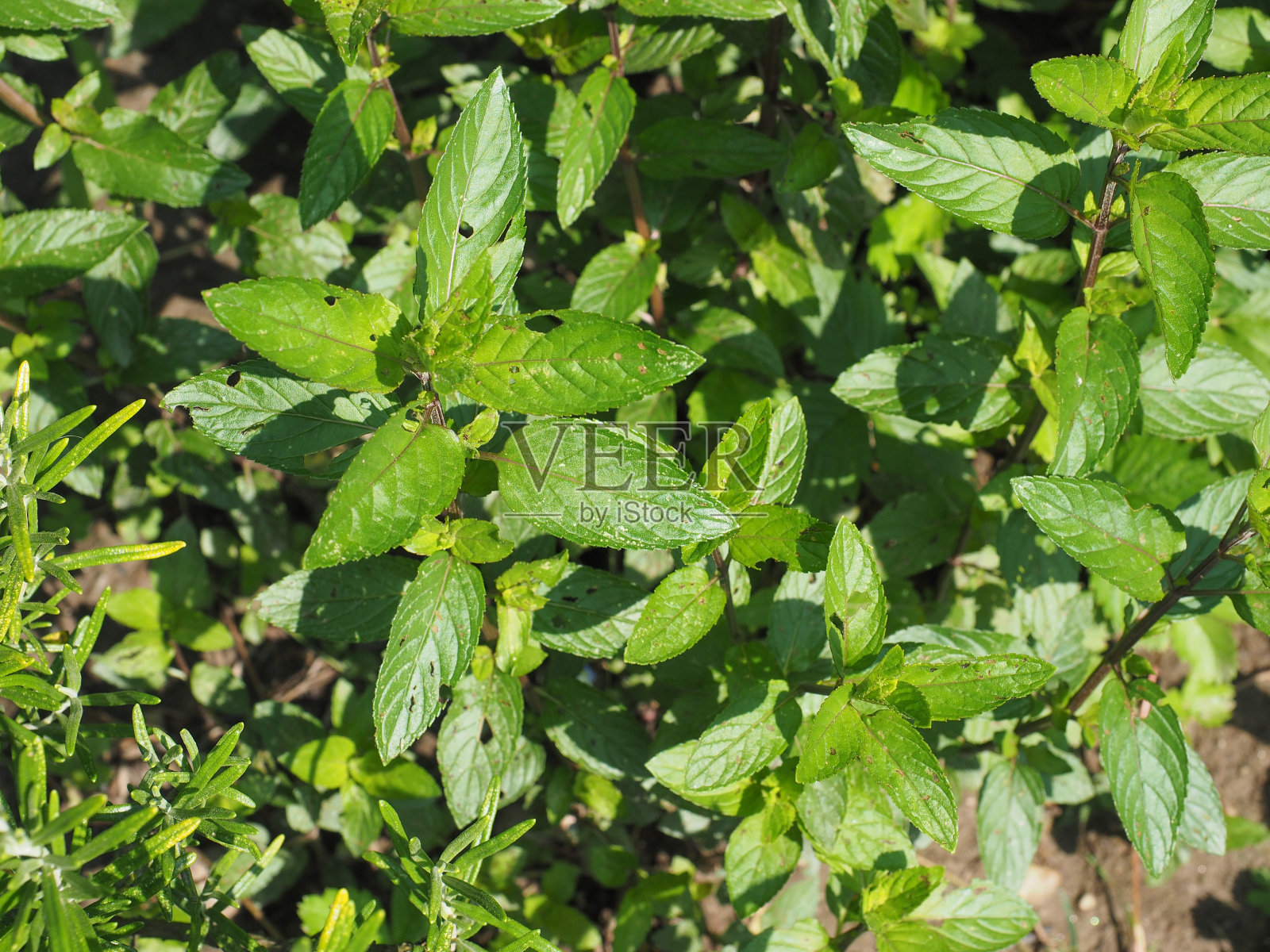 薄荷(薄荷)计划照片摄影图片
