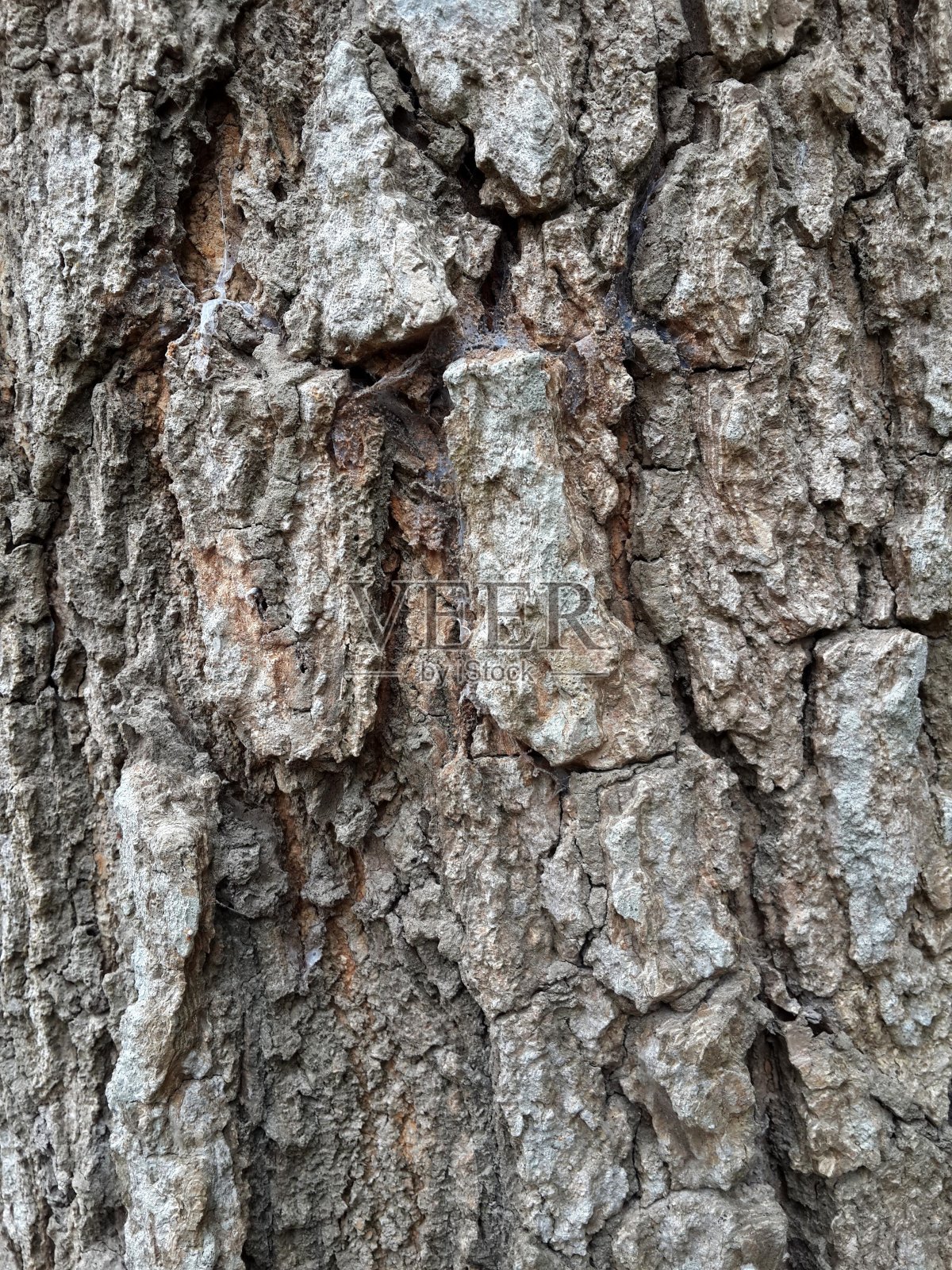 树皮的树结构照片摄影图片