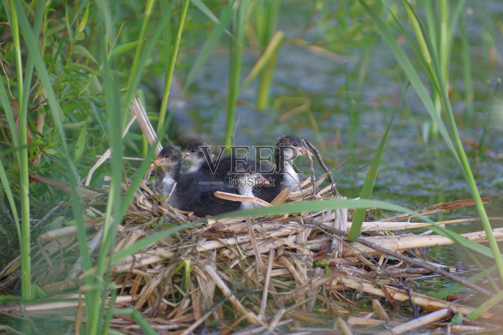 一个月大的鸡巢在芦苇上照片摄影图片