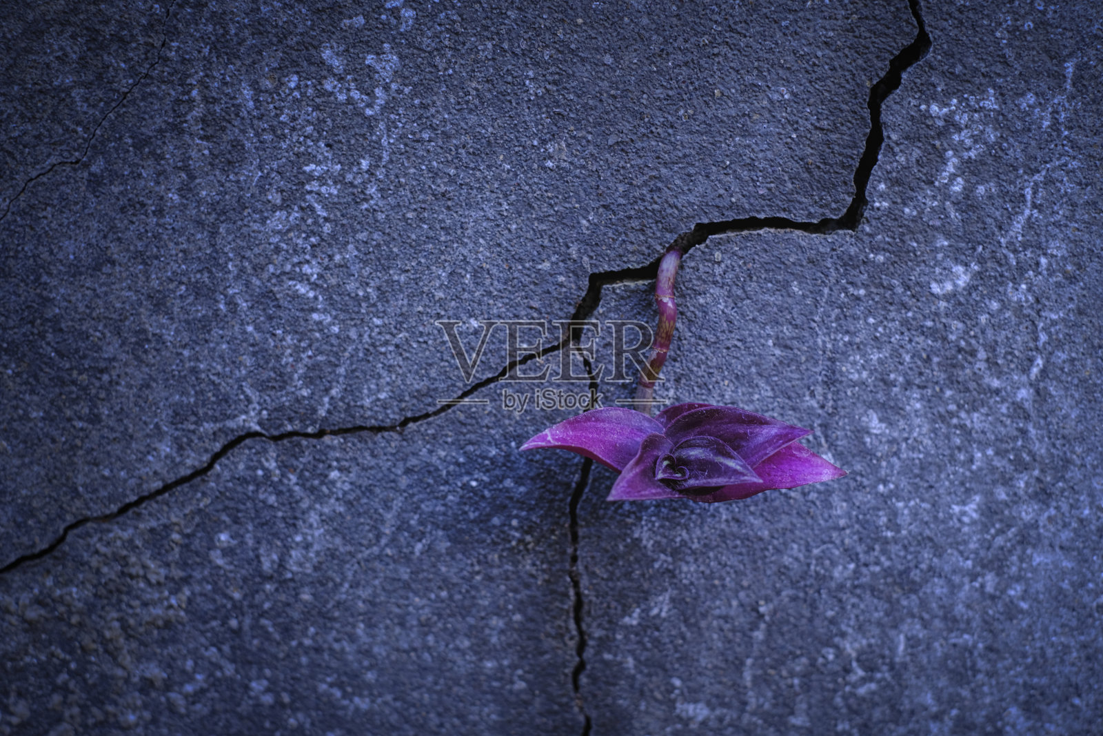 紫色的小树从开裂的混凝土地板上生长照片摄影图片