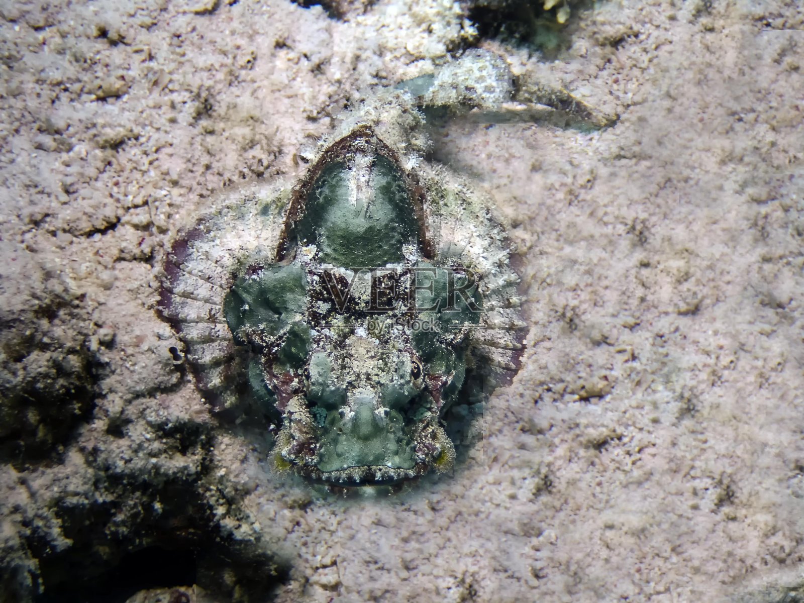 红海海 Walkman照片摄影图片