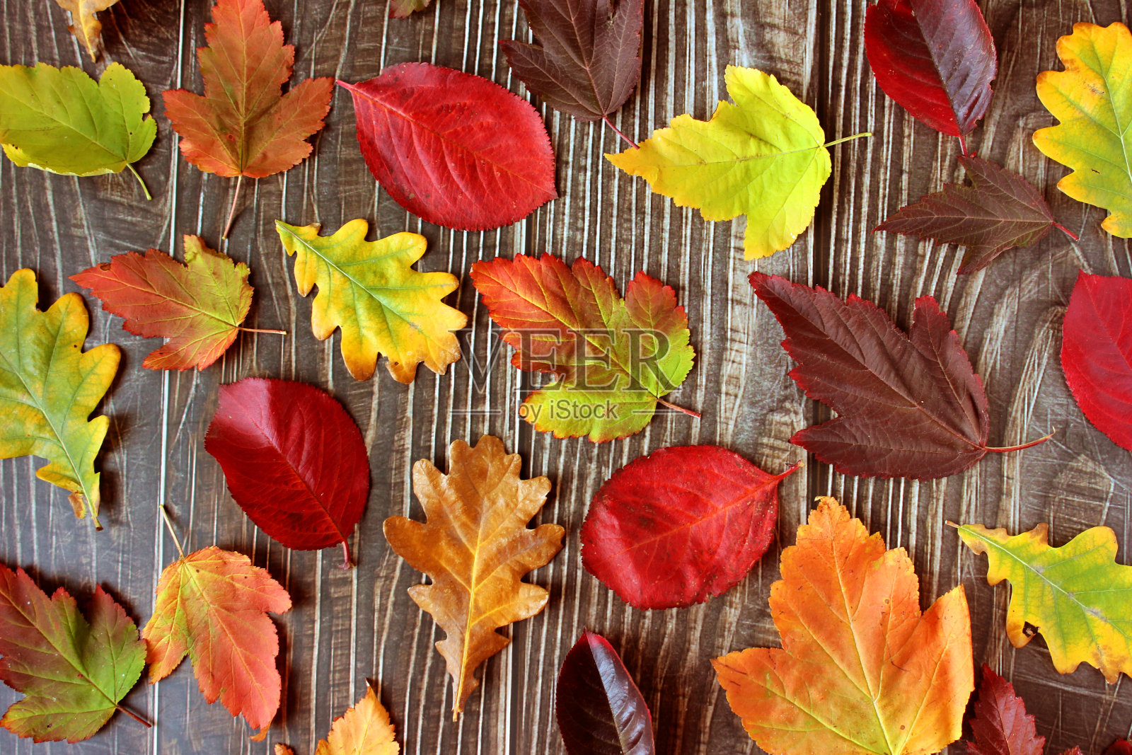 五彩缤纷的秋天的落叶照片摄影图片