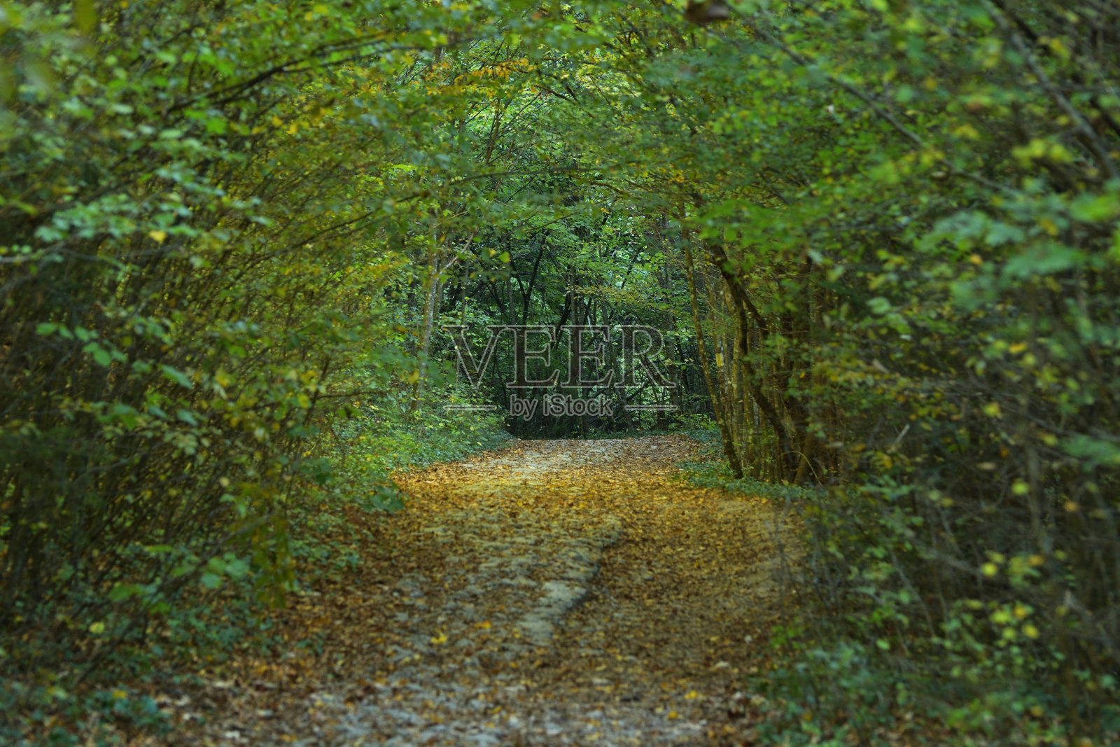深秋的森林小径，朝着瀑布走去照片摄影图片