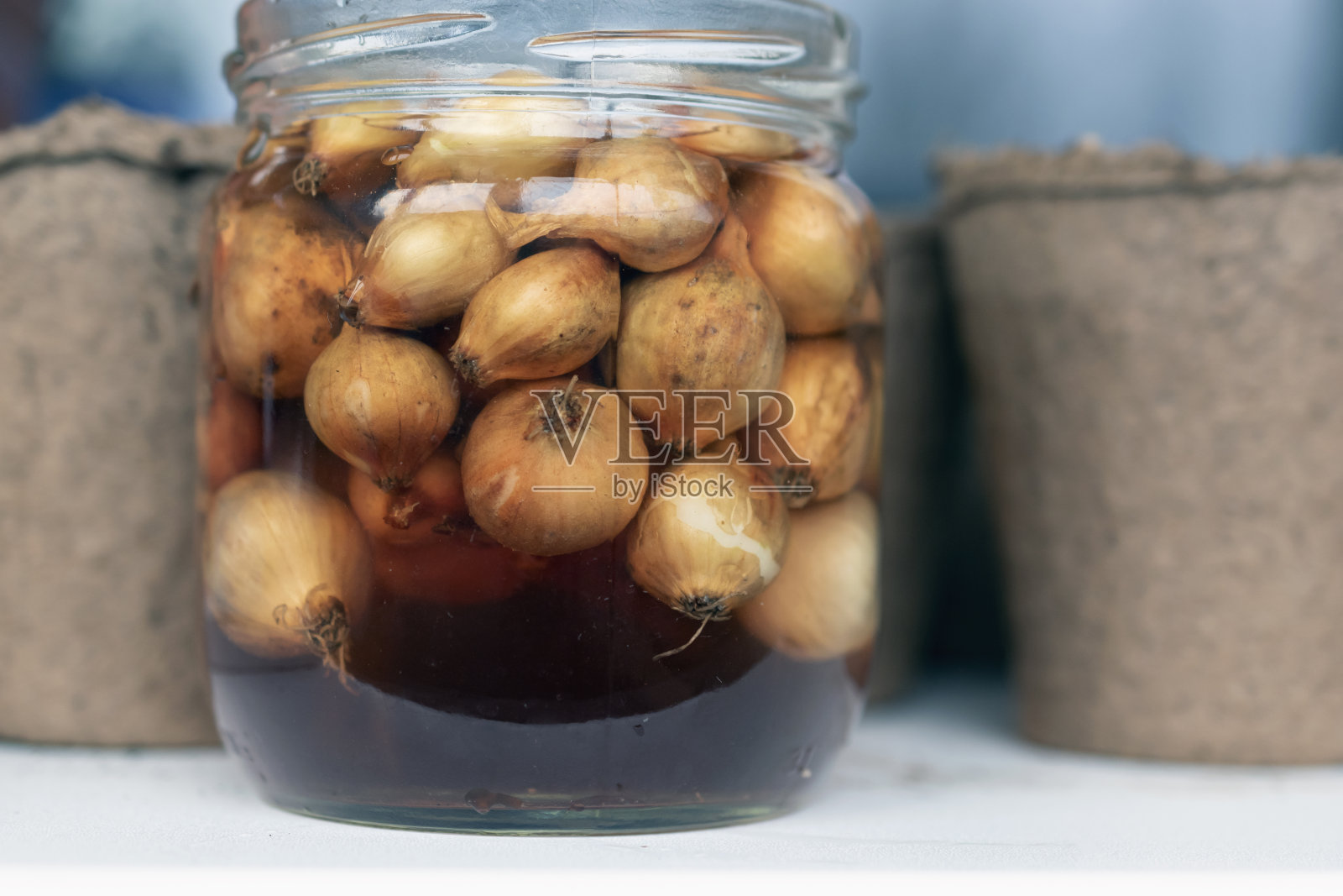 采收用小洋葱，用高锰酸钾水浸泡在罐中消毒，催芽。照片摄影图片