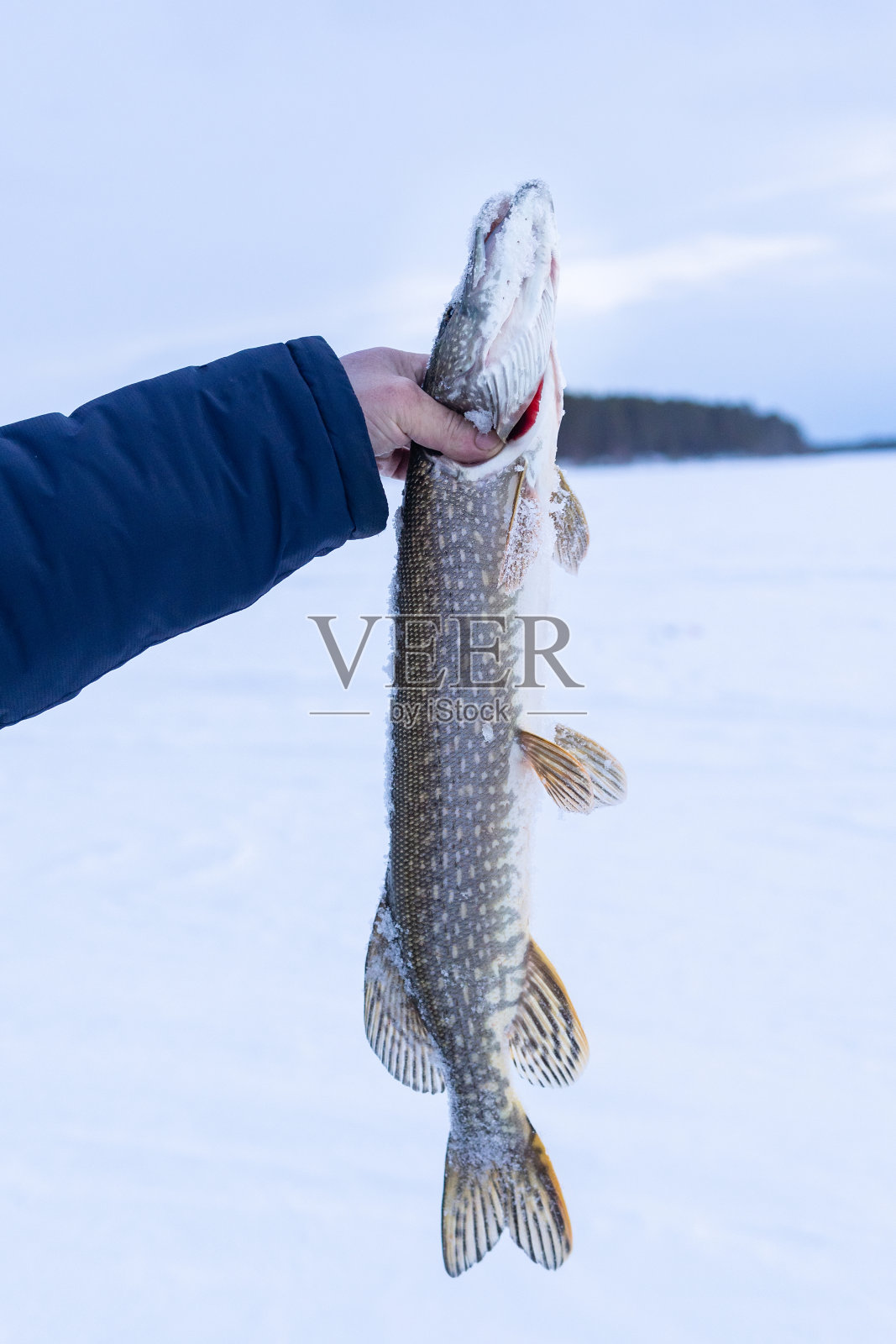 一个渔夫的手拿着一只北梭子鱼。在寒冷的冬天。冰钓鱼。垂直图照片摄影图片