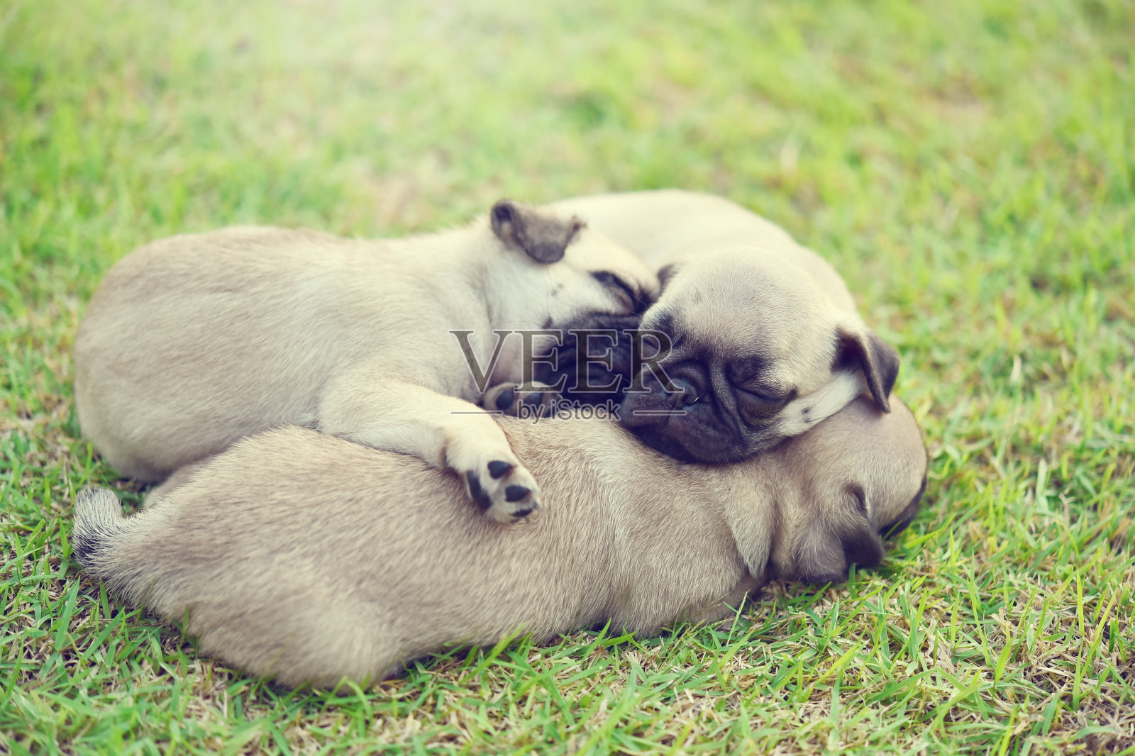 睡觉的哈巴狗照片摄影图片