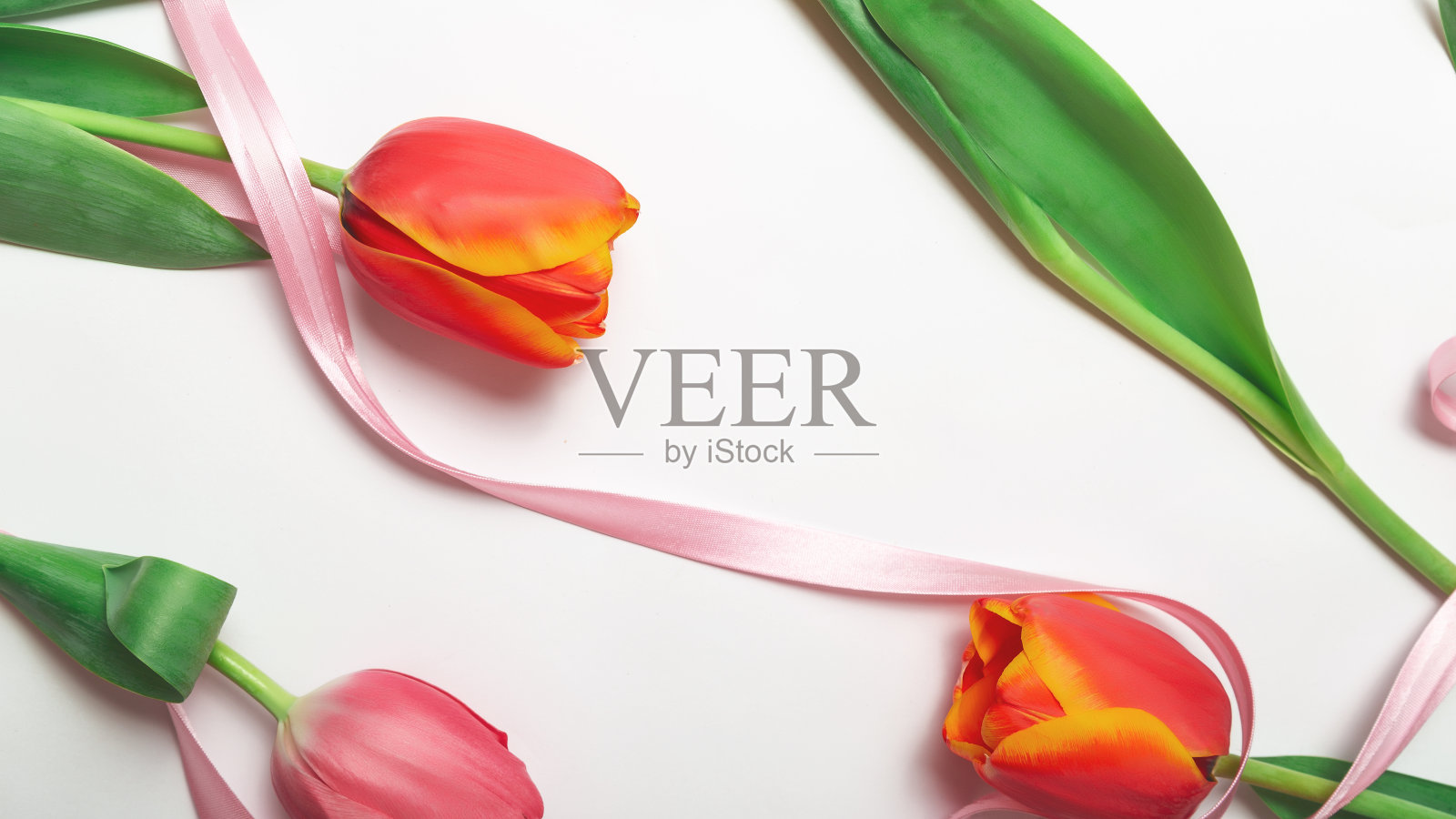 为情人节，母亲或妇女组成的鲜花。白色背景上的郁金香。照片摄影图片