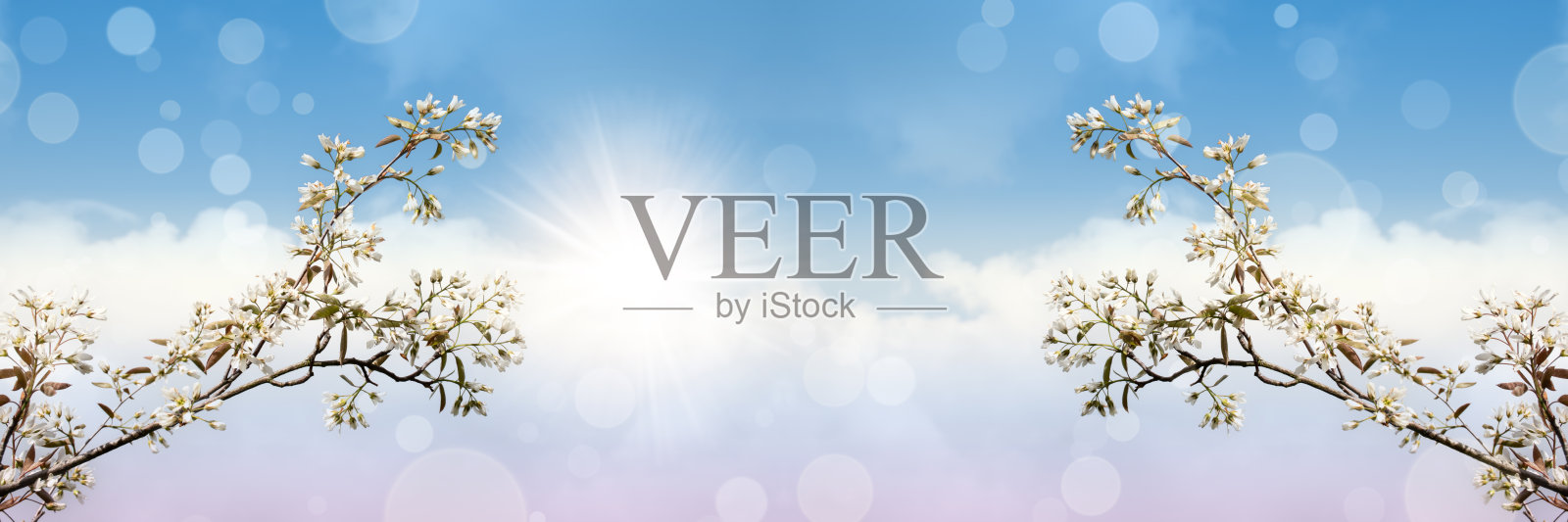 白色开花的树枝映衬着梦幻般的蓝天。浪漫的春天的旗帜。照片摄影图片