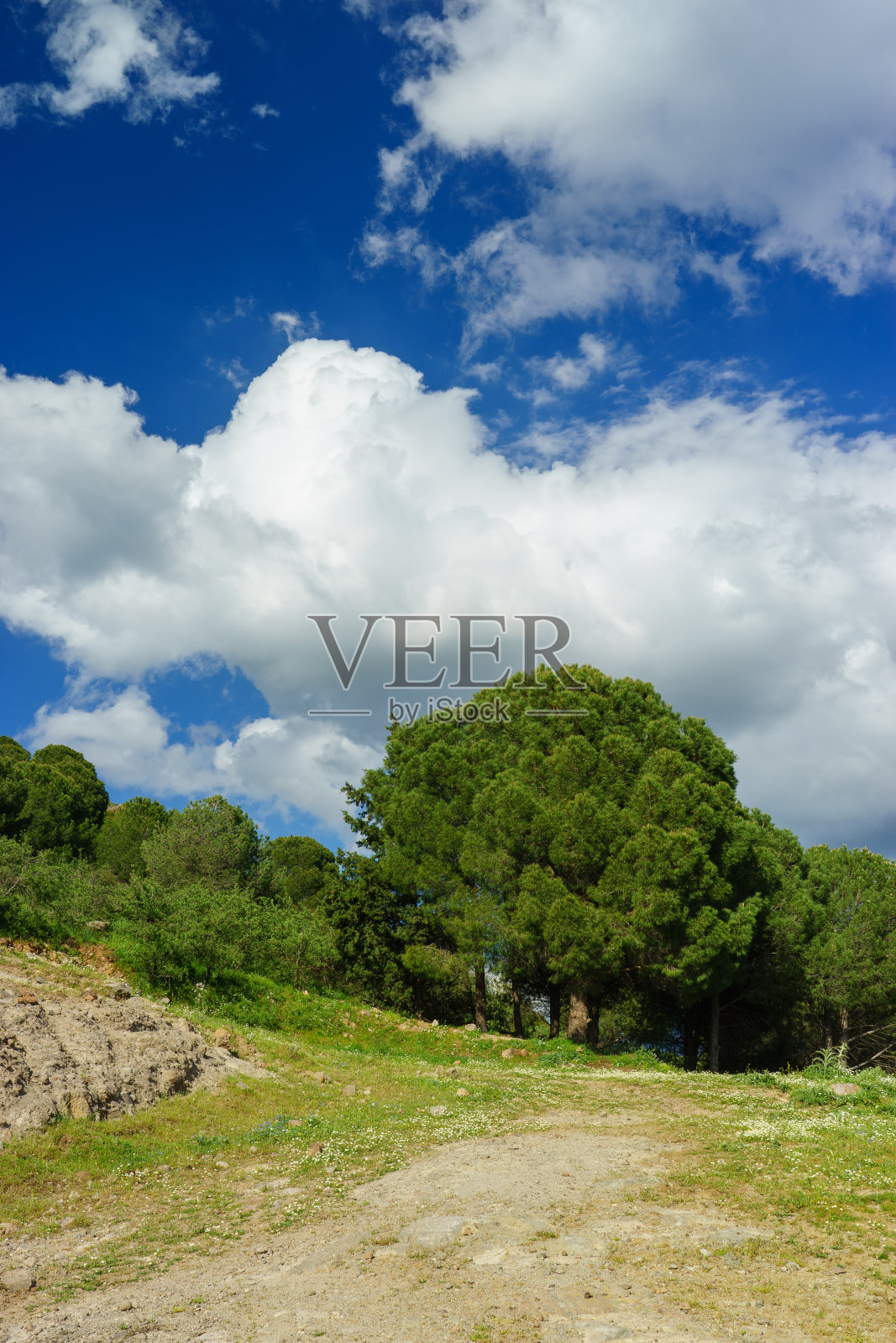 美丽的松树在背景云天空照片摄影图片