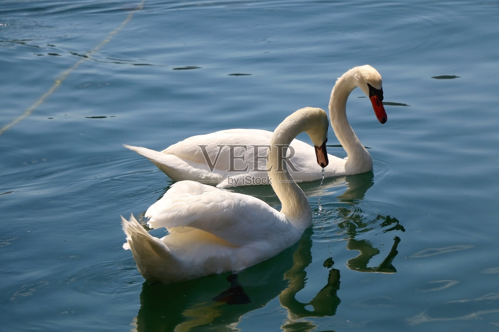 天鹅游泳照片摄影图片