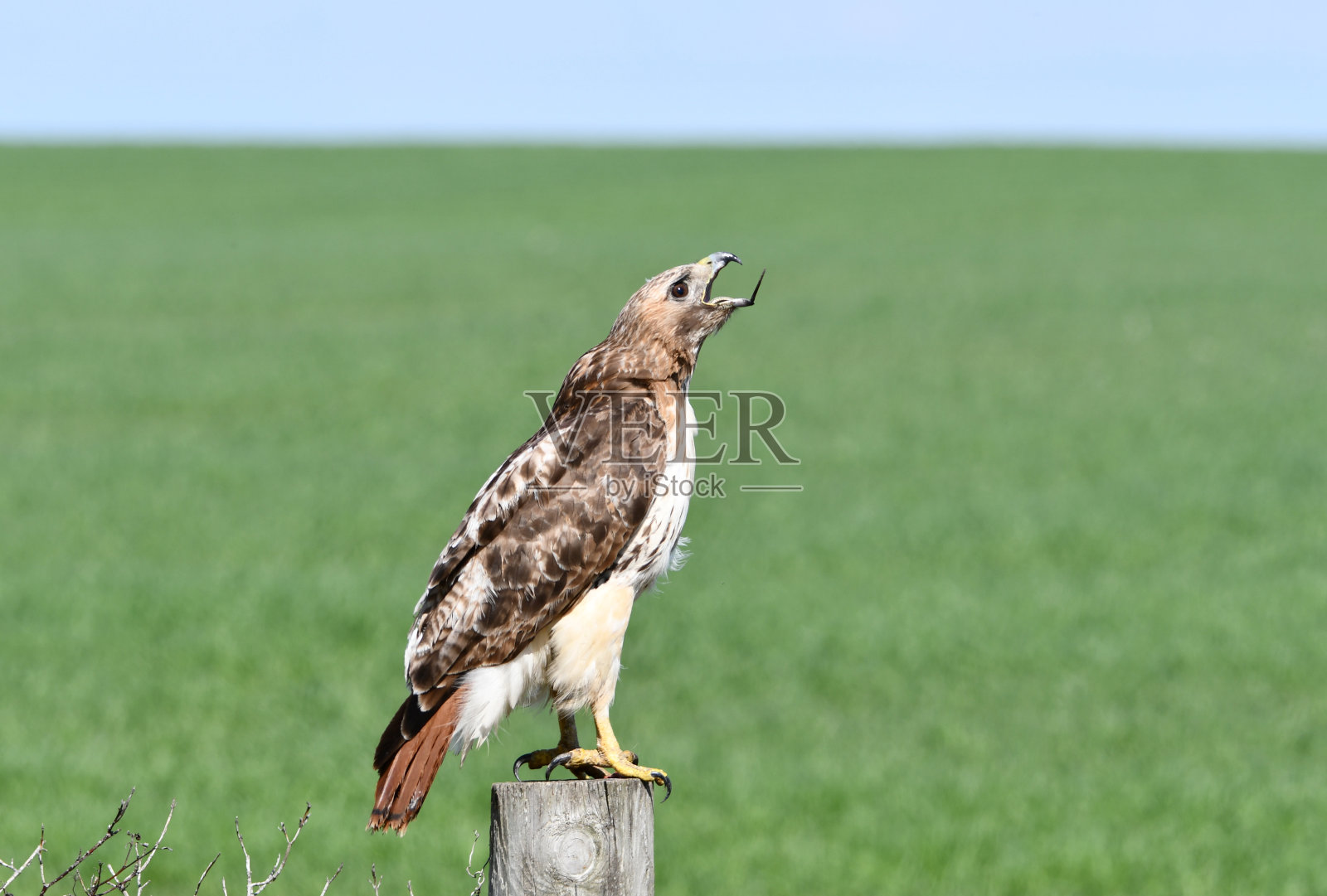 红尾鹰和蛇照片摄影图片