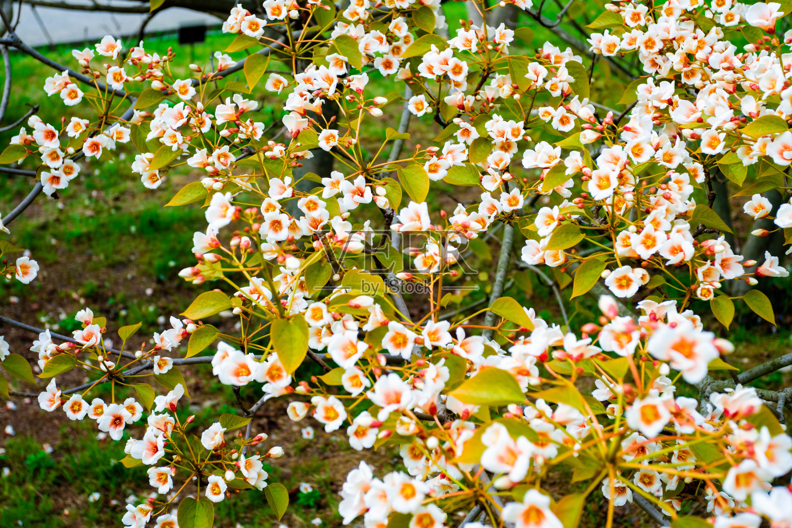 白花树大戟科在春天照片摄影图片