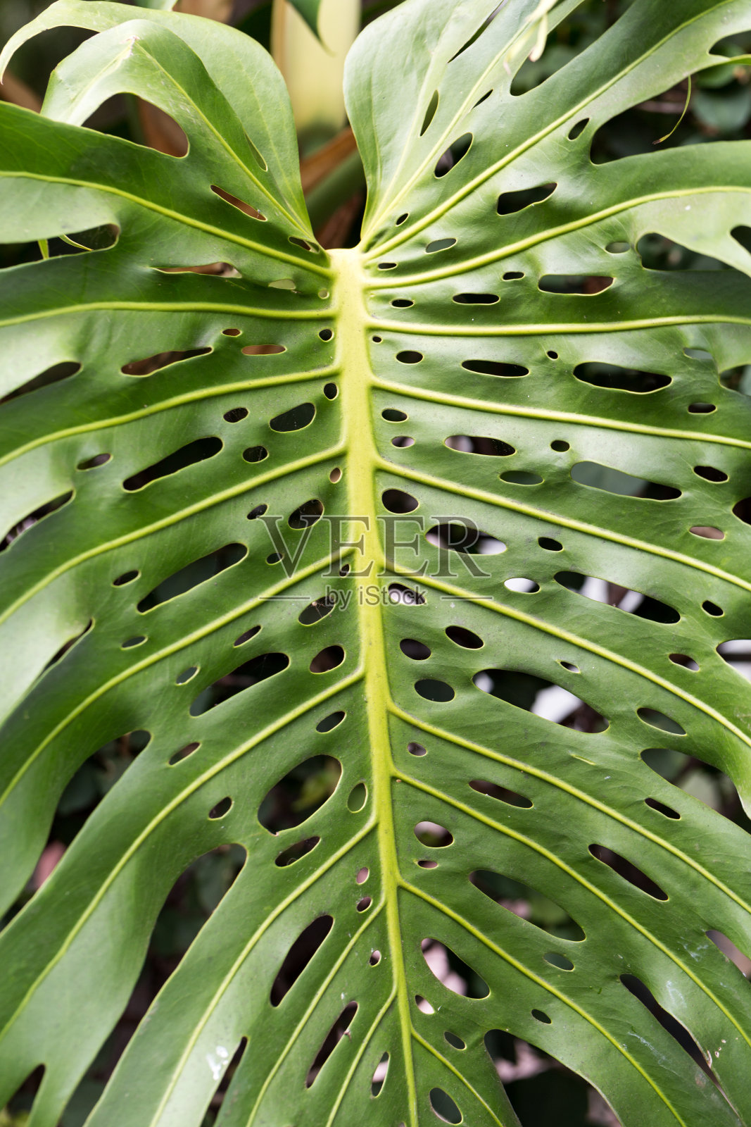 瑞士奶酪植物的叶子，Monstera delicious照片摄影图片