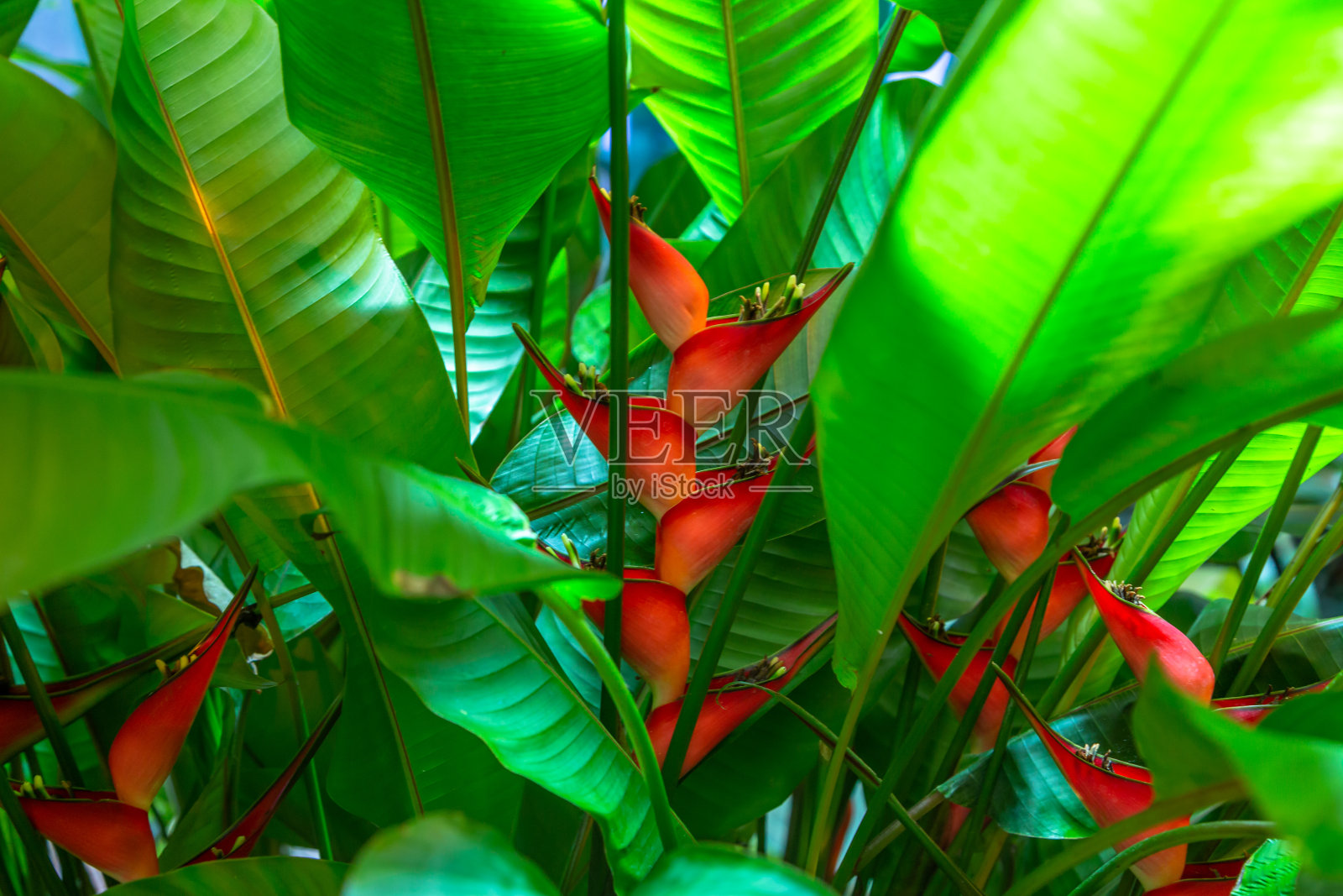 牙买加天然矮虫照片摄影图片