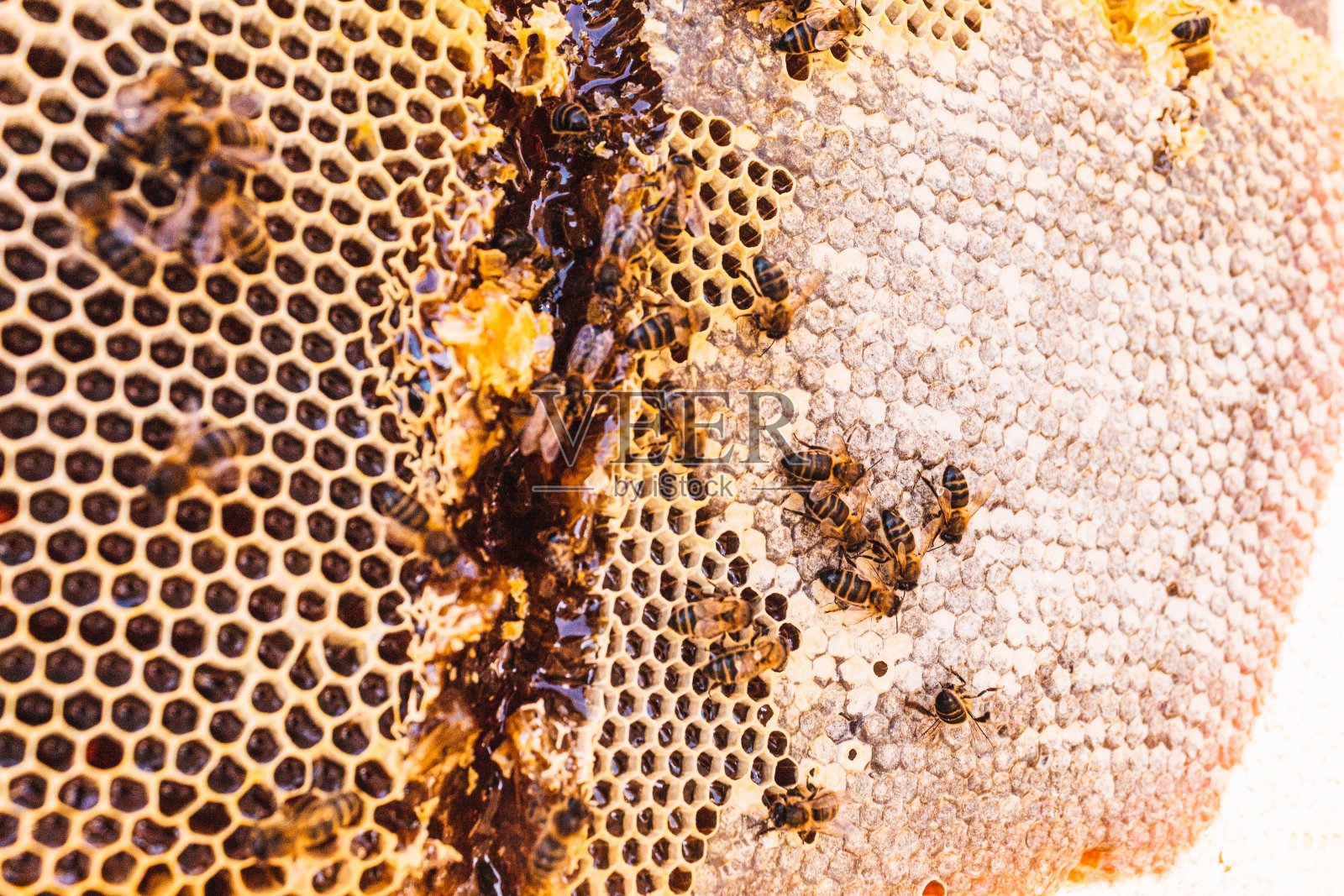 蜂巢，你可以看到蜜蜂是如何闭合和保护蜂蜜过冬的照片摄影图片