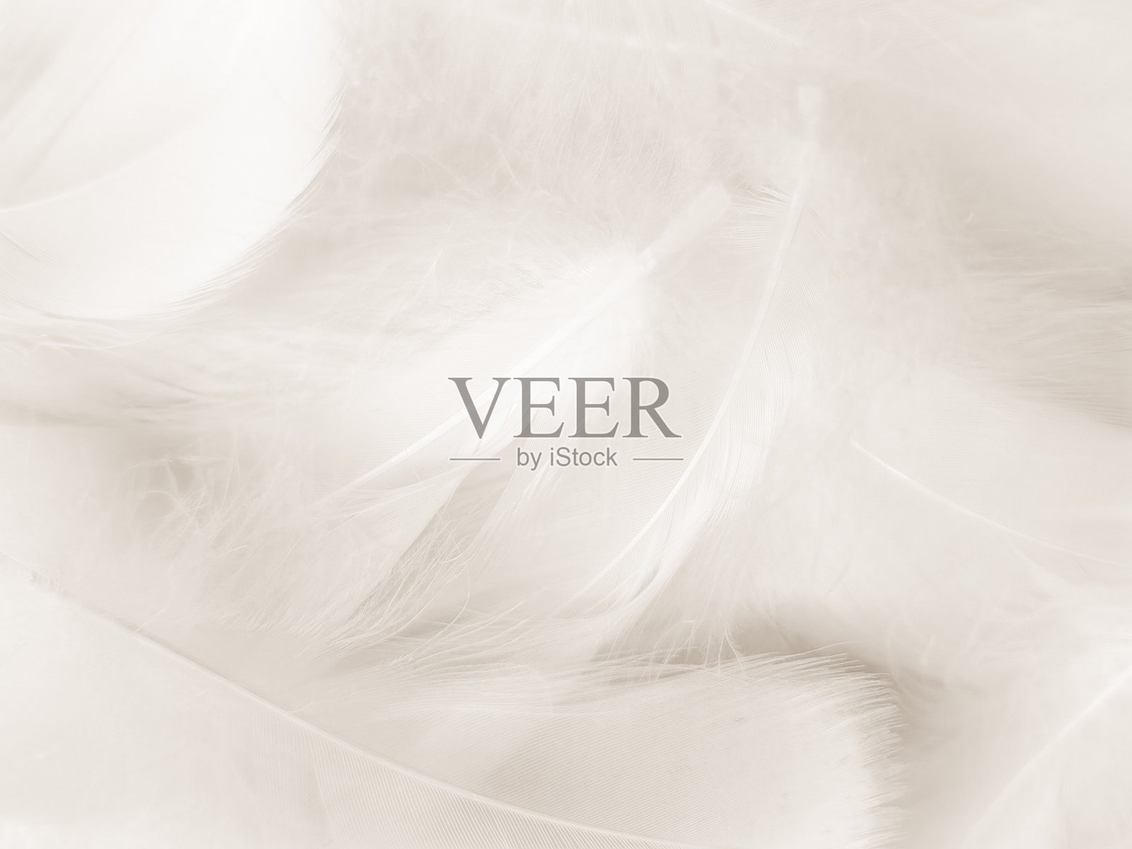 美丽抽象的黑色羽毛上的白色背景和柔软的白色羽毛纹理上的白色纹理图案，黑色的主题壁纸，灰色的羽毛背景，灰色的横幅，白色梯度照片摄影图片