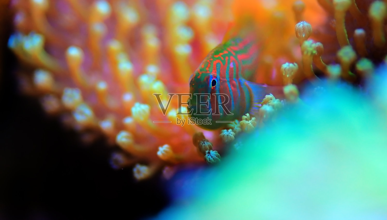 绿色小丑珊瑚虾虎鱼- Gobiodon的历史照片摄影图片