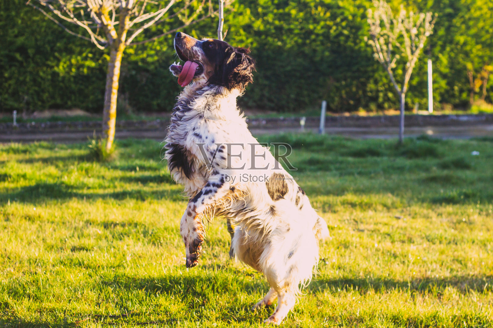 黑白猎犬跳跃照片摄影图片
