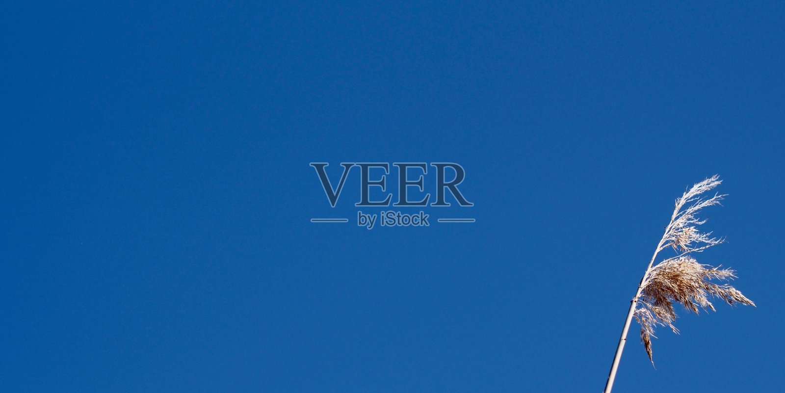 一根芦苇在风中吹拂，映衬着湛蓝的天空照片摄影图片