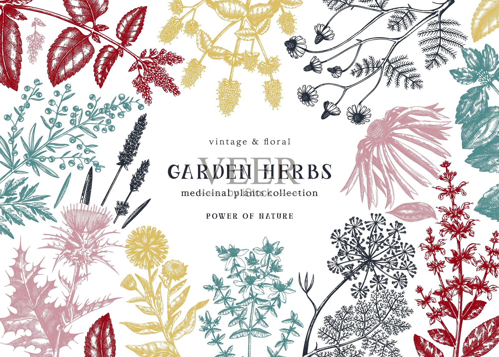 手绘草本植物横幅。插画图片素材