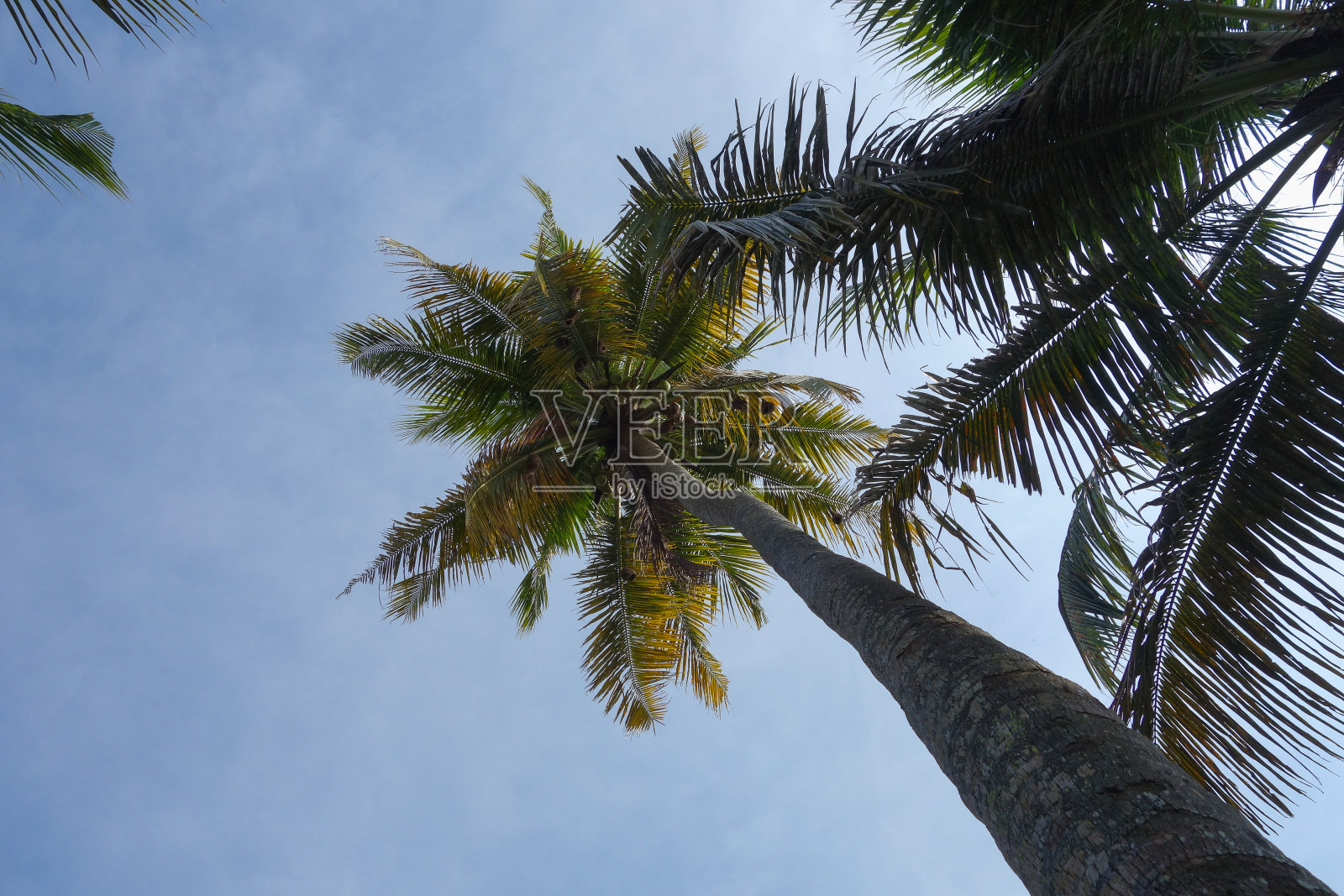 棕榈树(areaceae)照片摄影图片