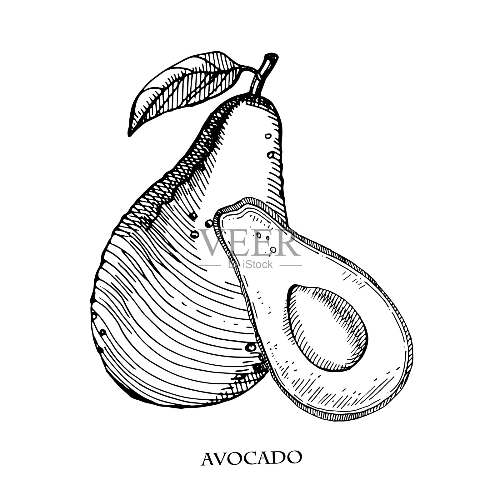 牛油果手绘详细插画图片素材