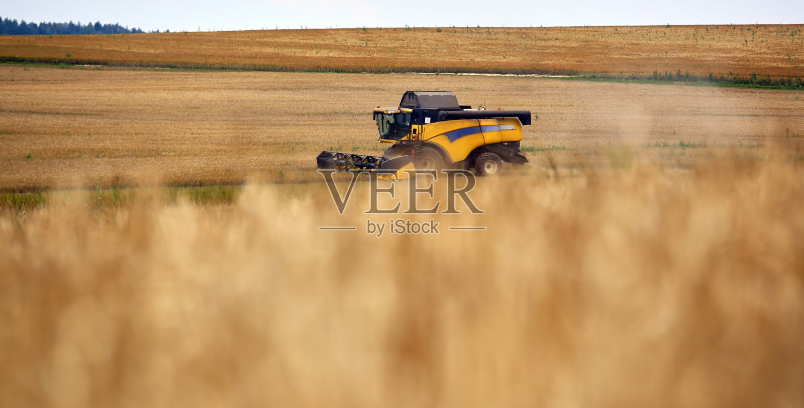 除草要把田里的麦子割掉。照片摄影图片
