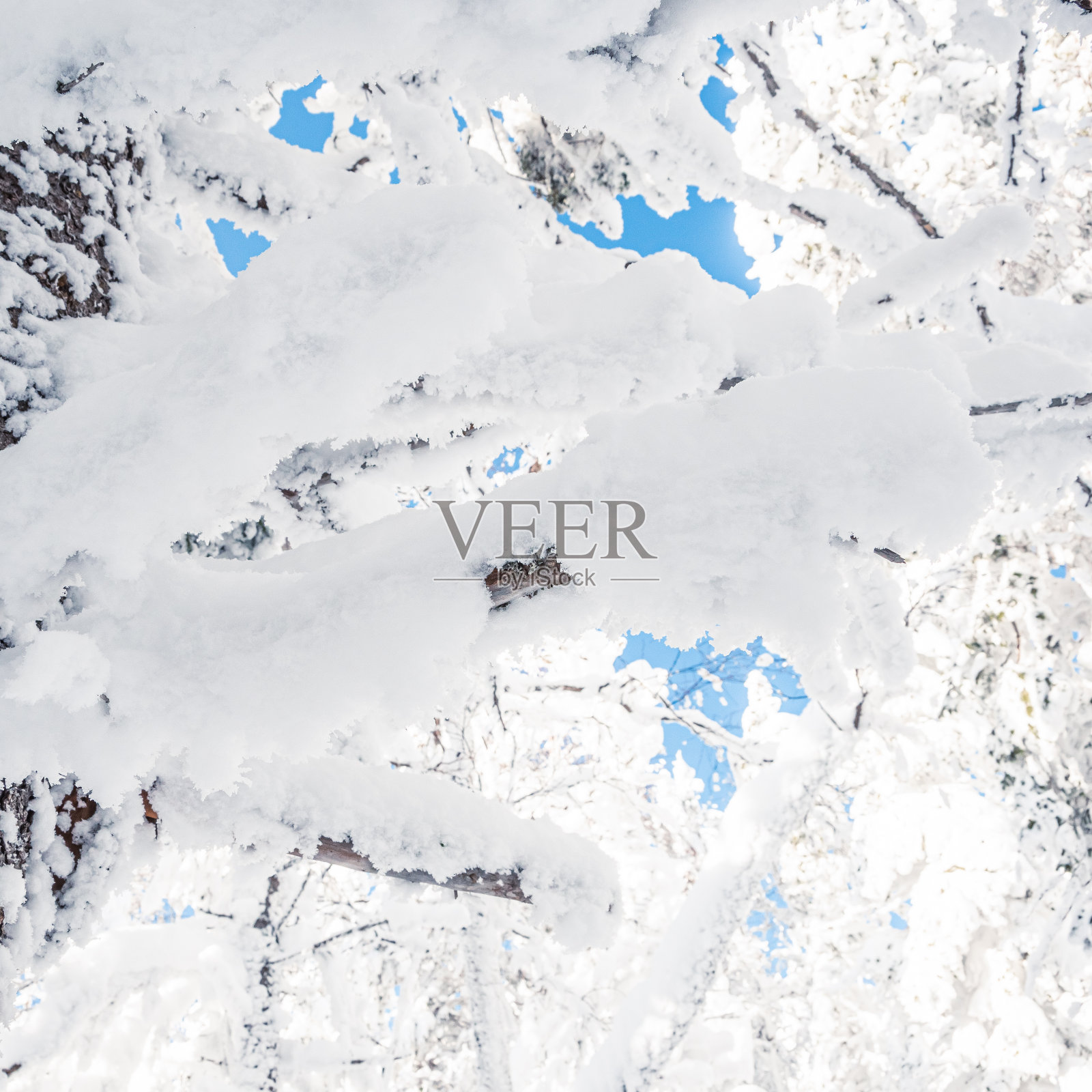 树枝上覆盖着初雪。冰冻的冬天森林照片摄影图片