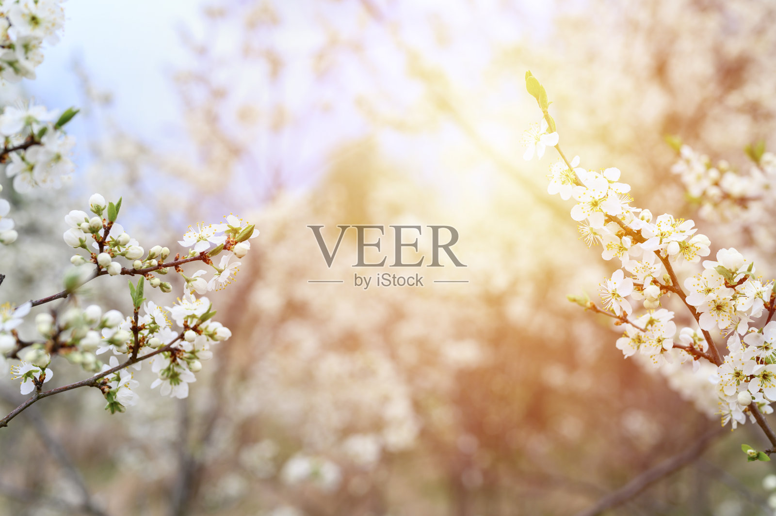 在大自然的早春，李子或梅子开白花。有选择性的重点。耀斑照片摄影图片