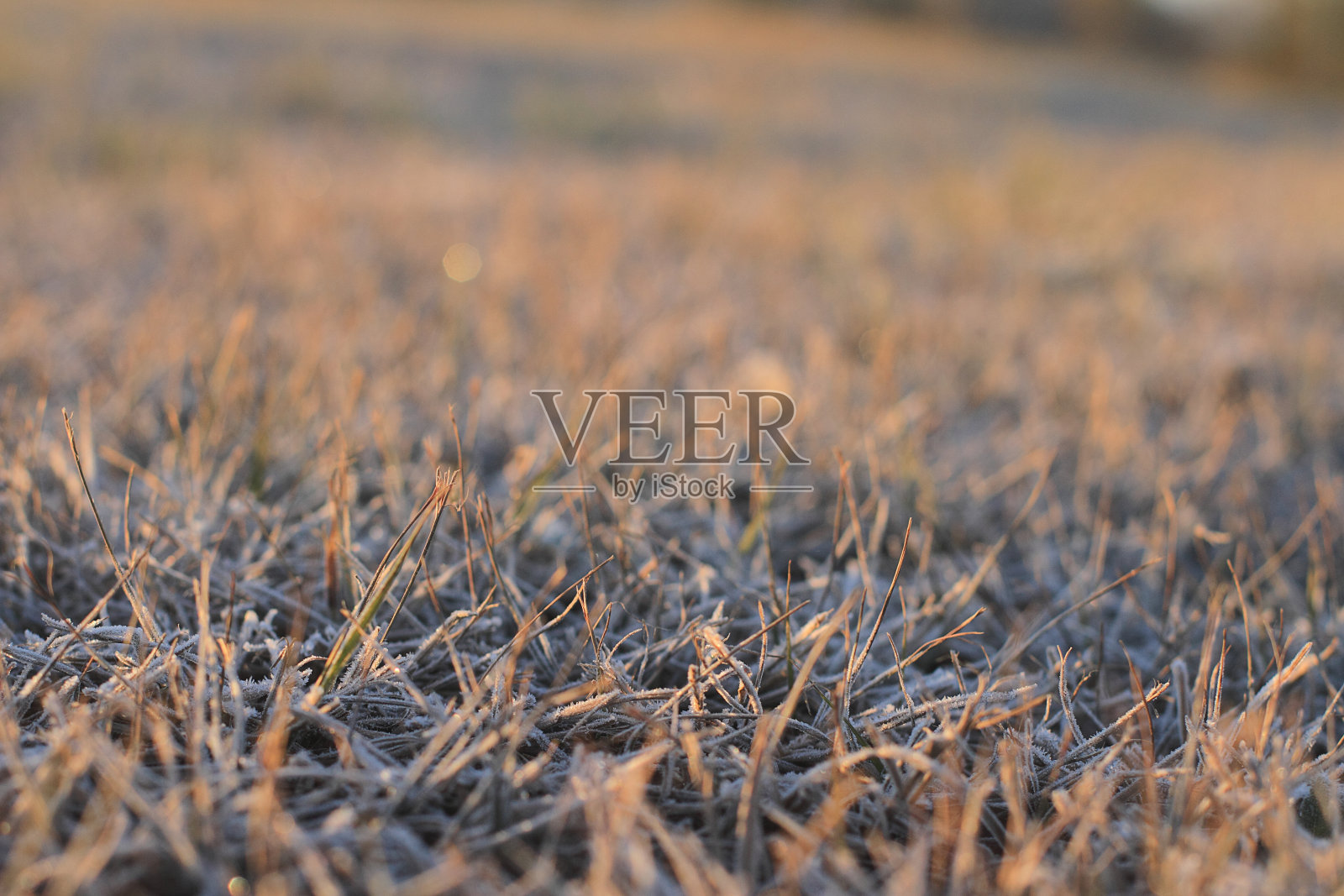 草被霜覆盖照片摄影图片