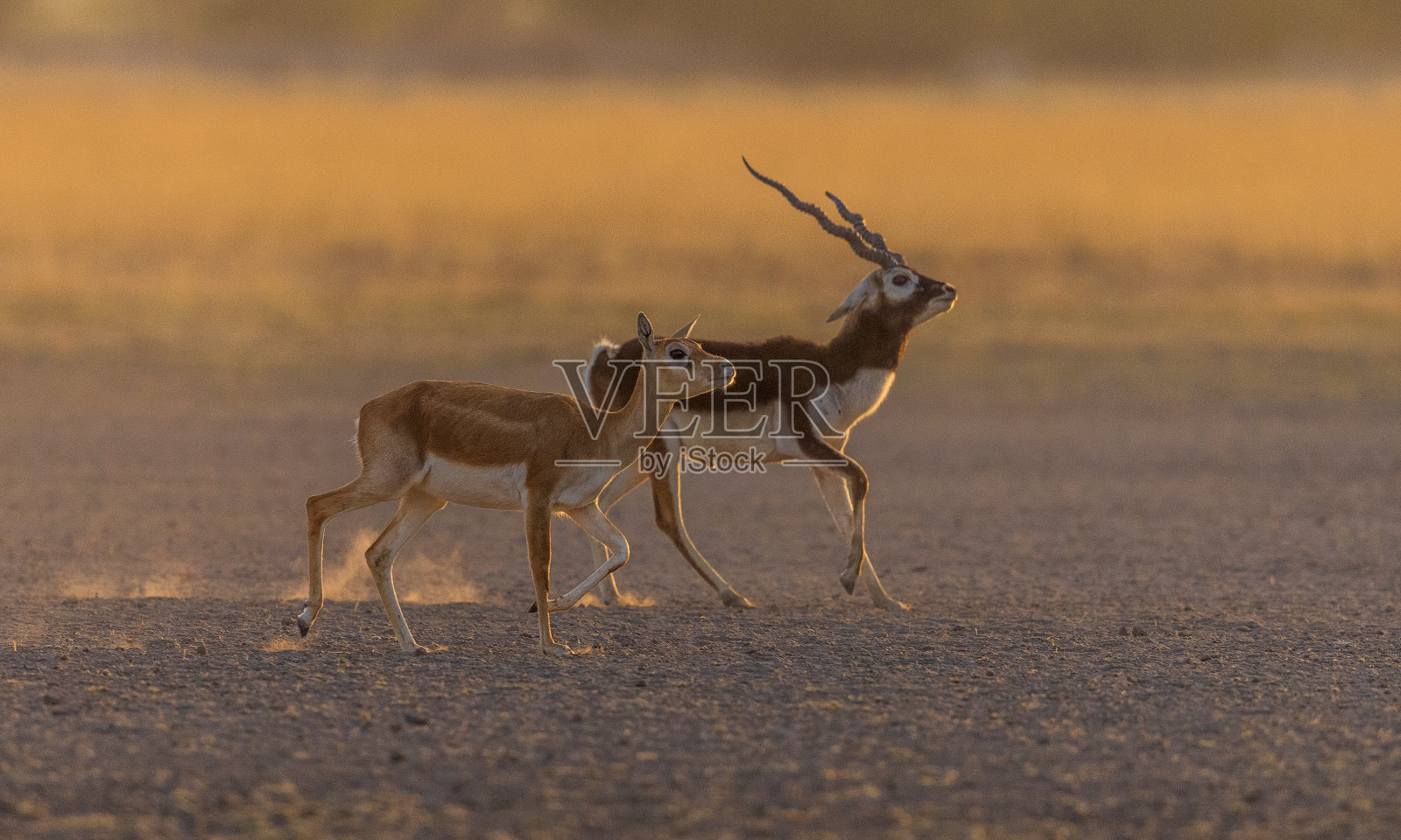 加比跑步照片摄影图片
