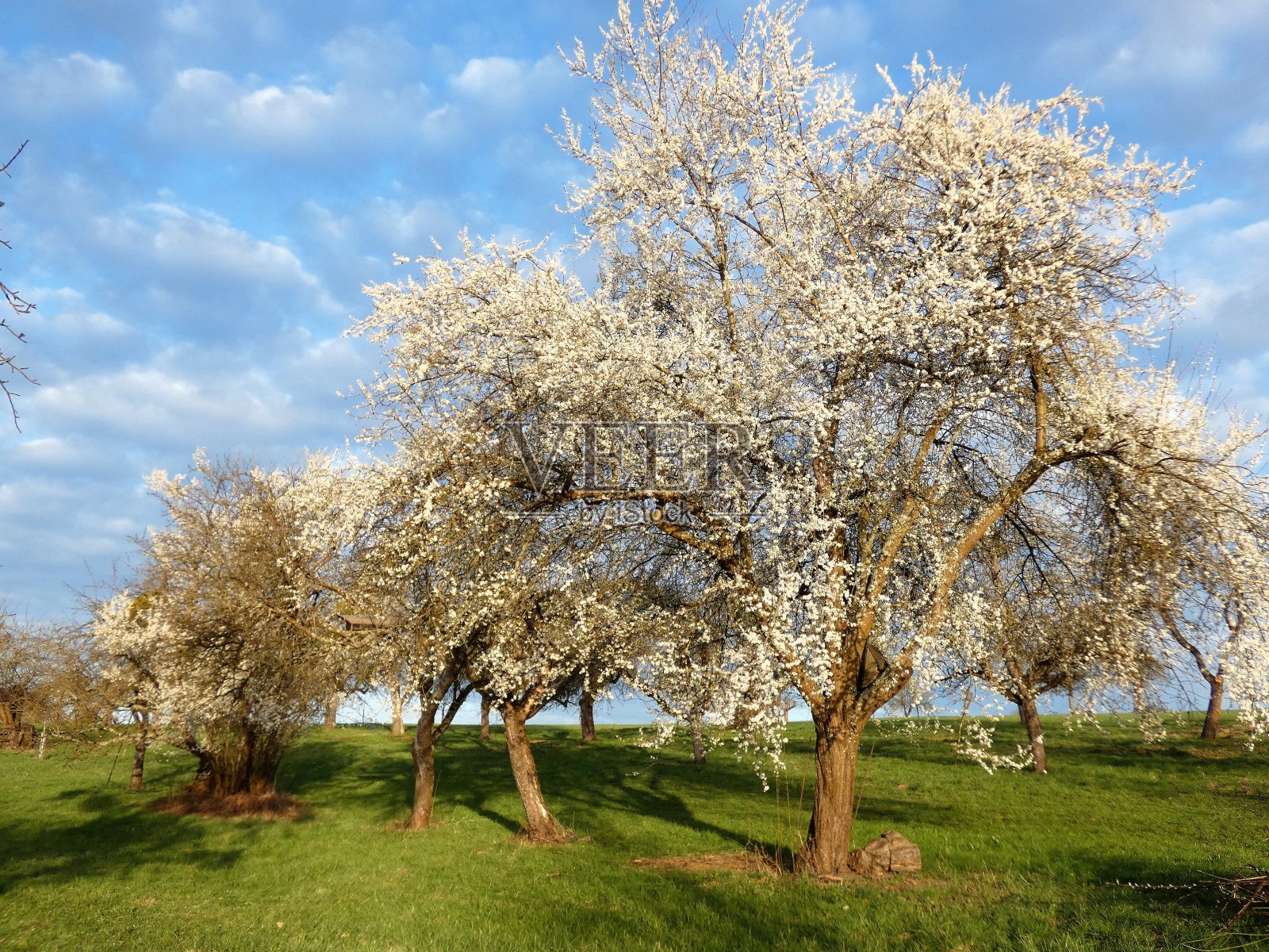 果树开花在斯瓦比亚Alb Nürtingen照片摄影图片