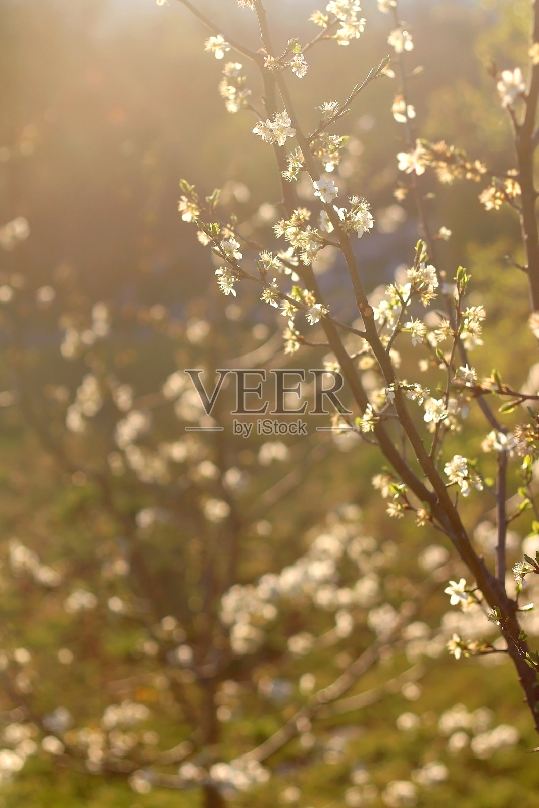 春天鲜花盛开照片摄影图片