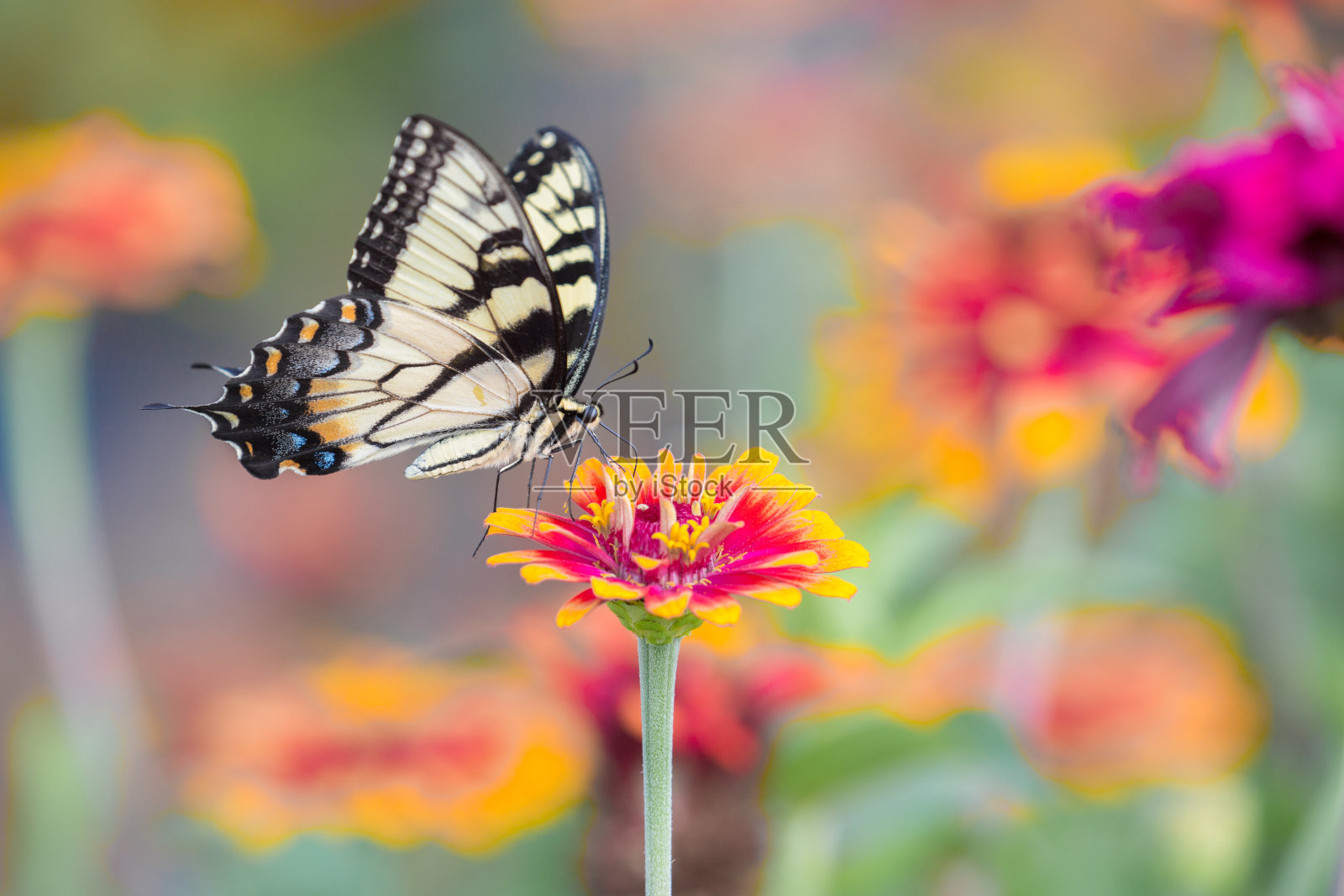 东方虎燕尾蝶照片摄影图片