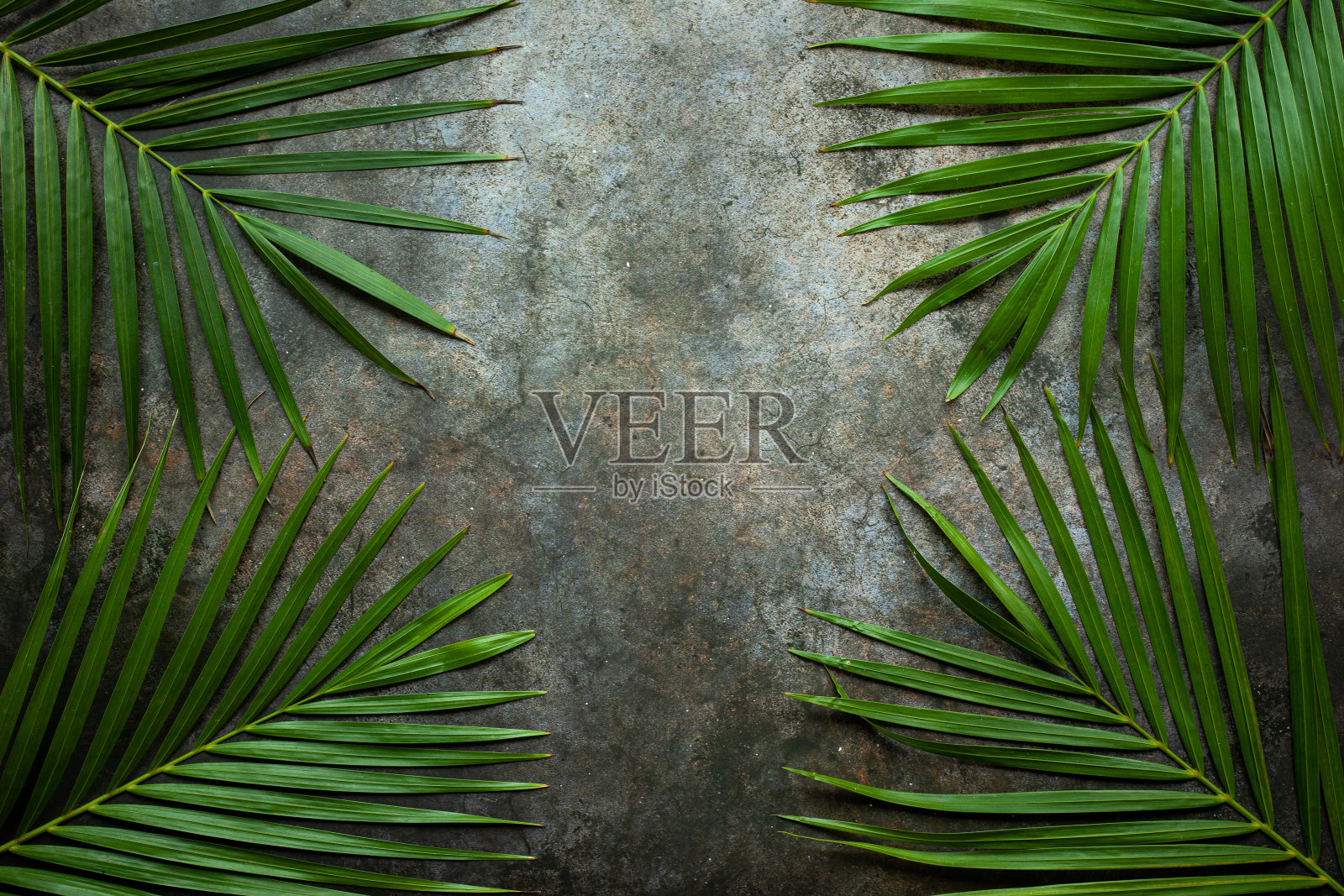 热带棕榈叶的创意自然布局照片摄影图片