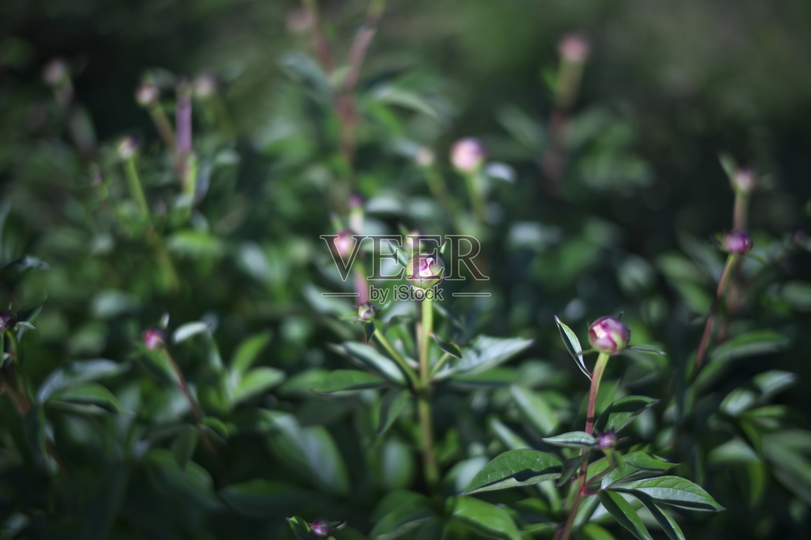 日本花园中牡丹的花蕾照片摄影图片