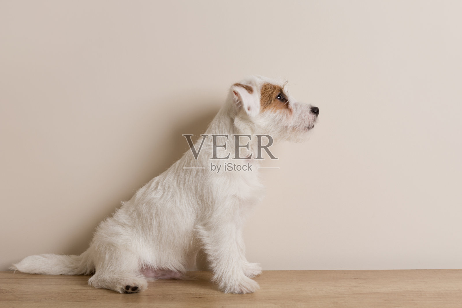 一只可爱的毛茸茸的杰克罗素梗，正坐在墙前的木地板上照片摄影图片