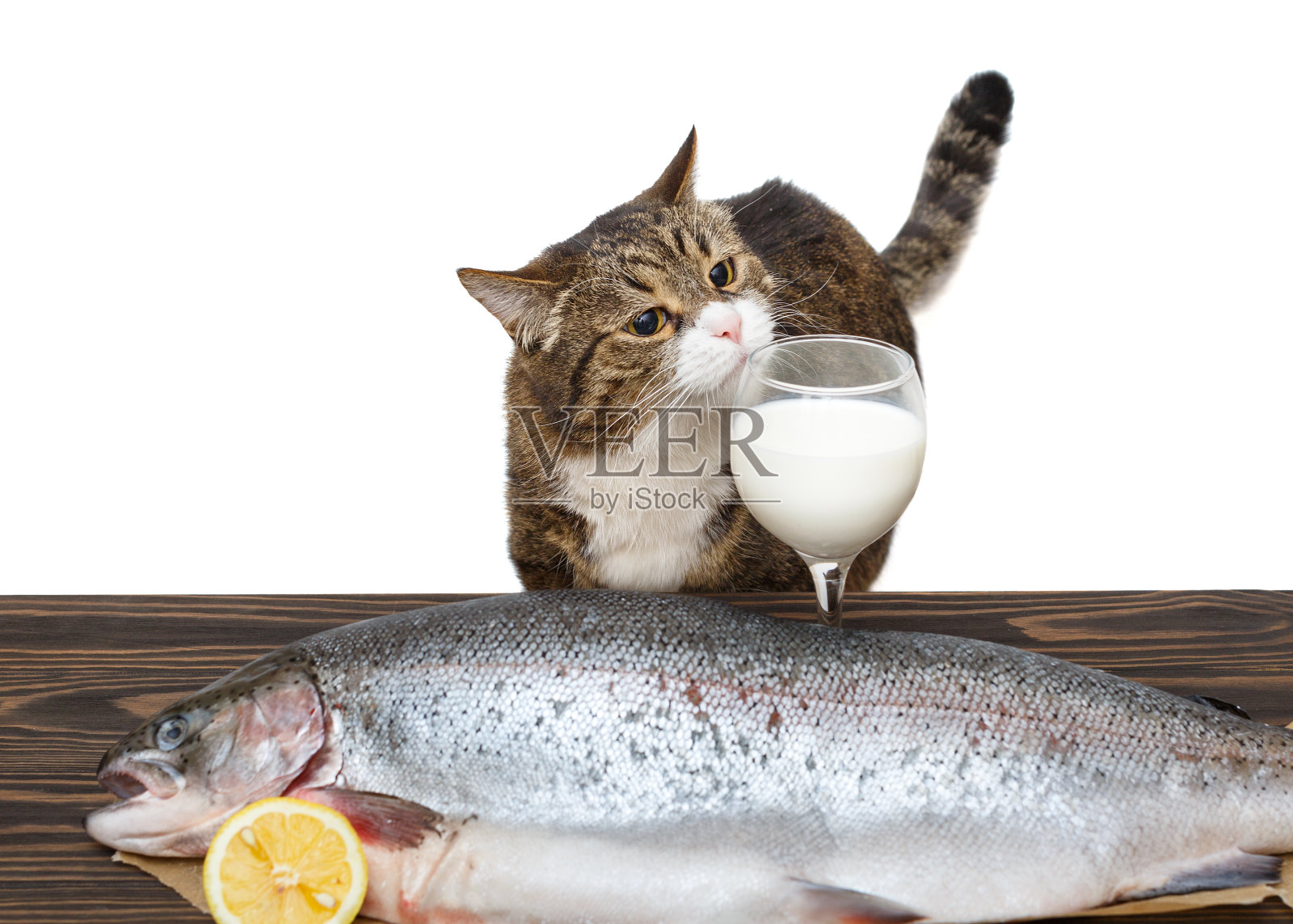 一只灰猫和一条大鳟鱼照片摄影图片