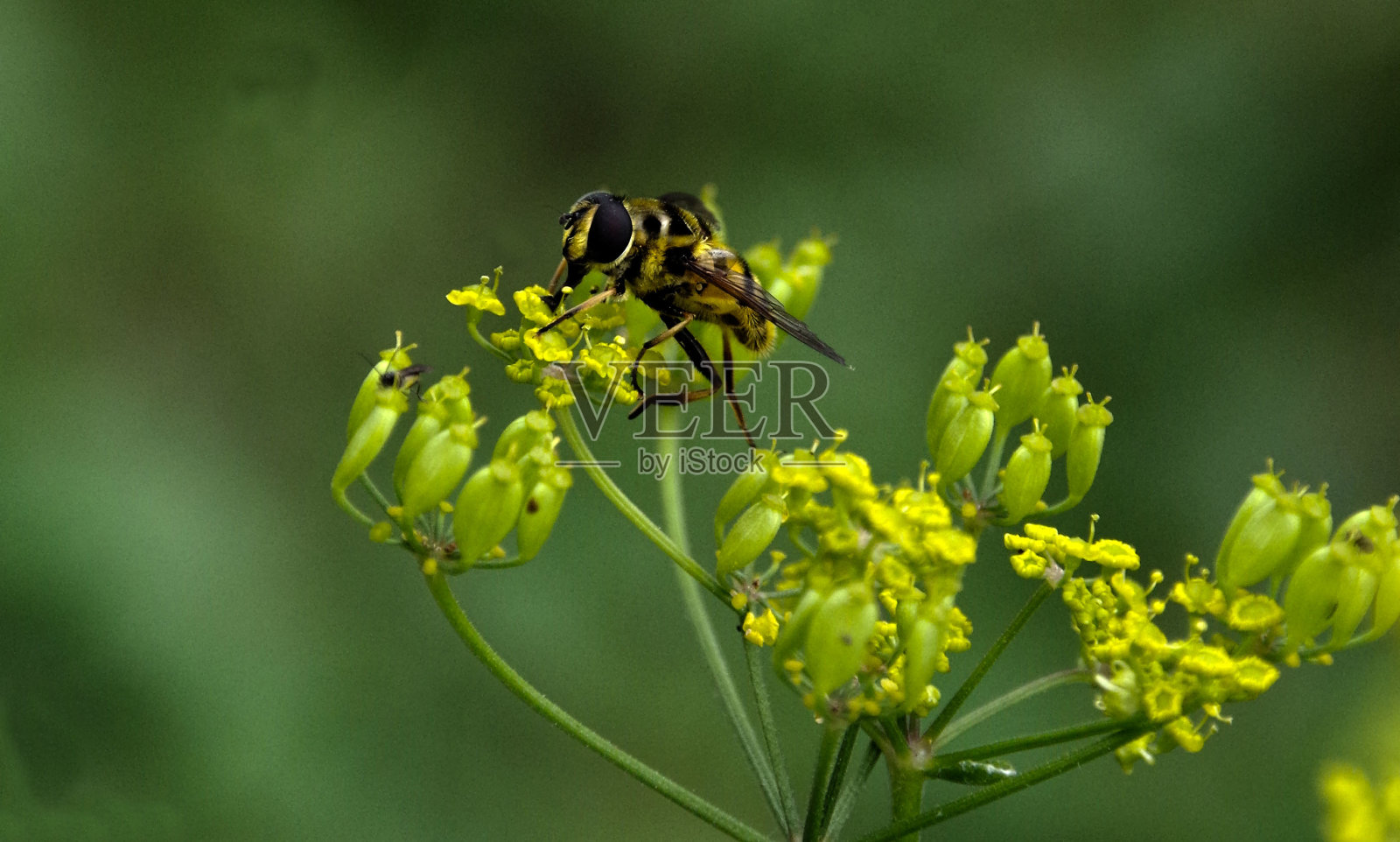 黑黄条纹的苍蝇照片摄影图片